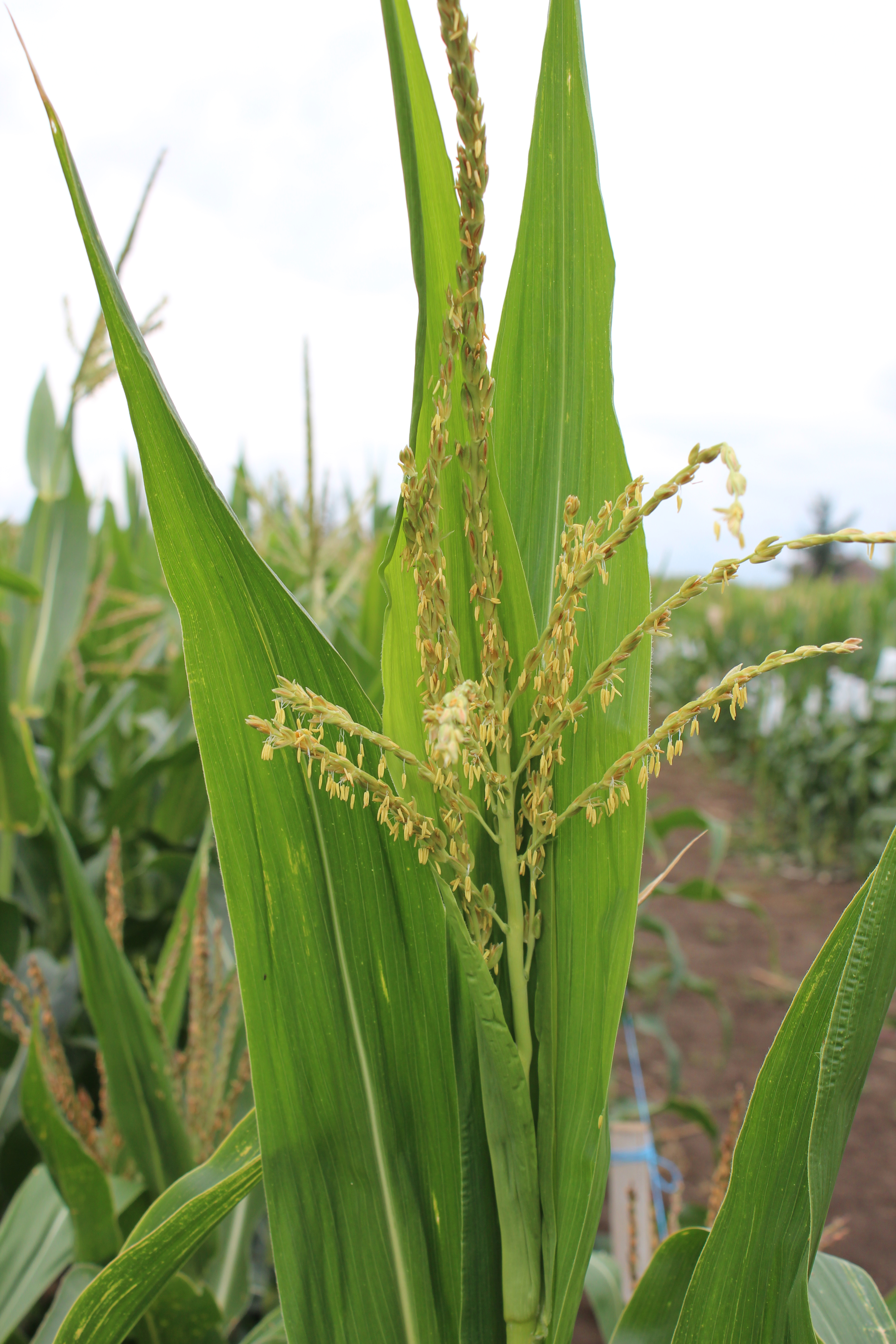 CO447 tassel