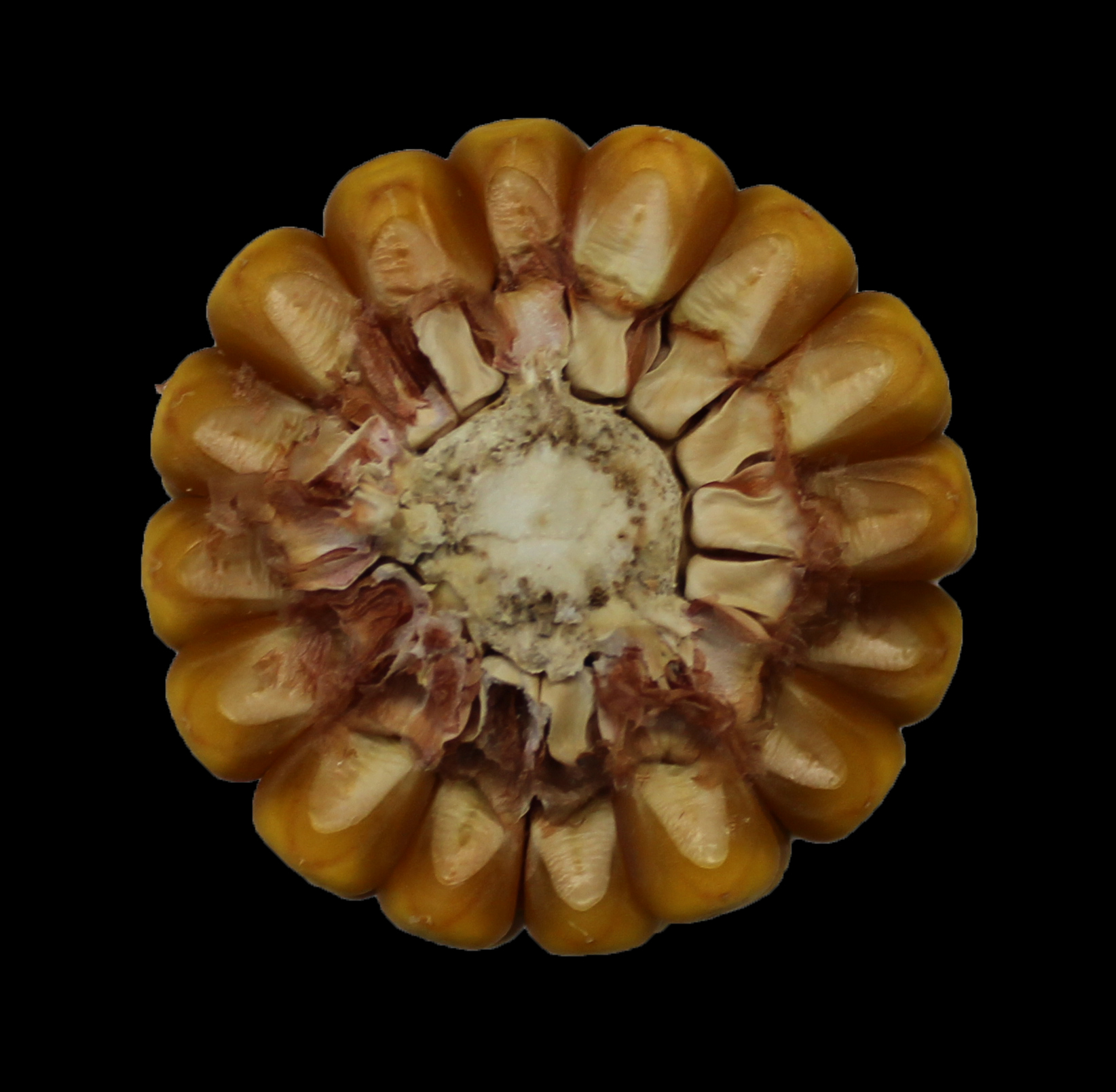 CO447 cob