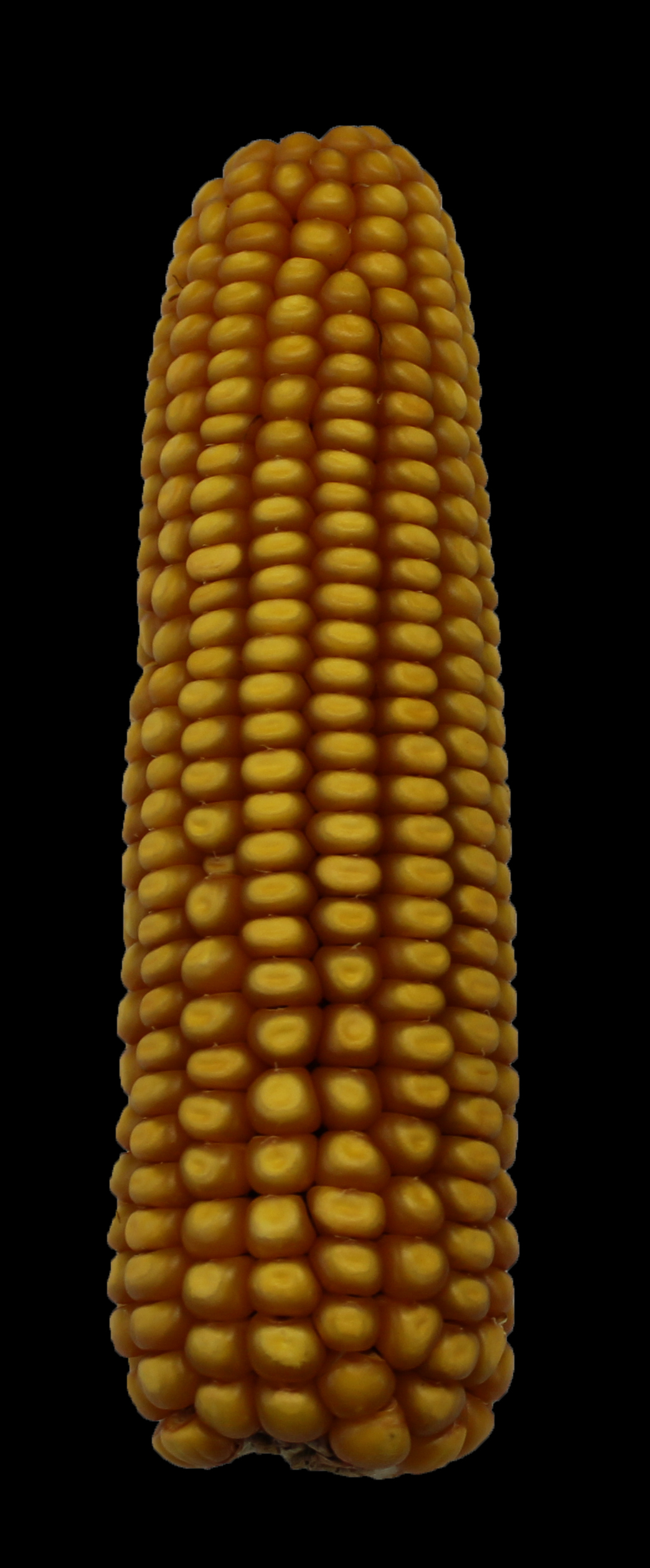 CO447 ear