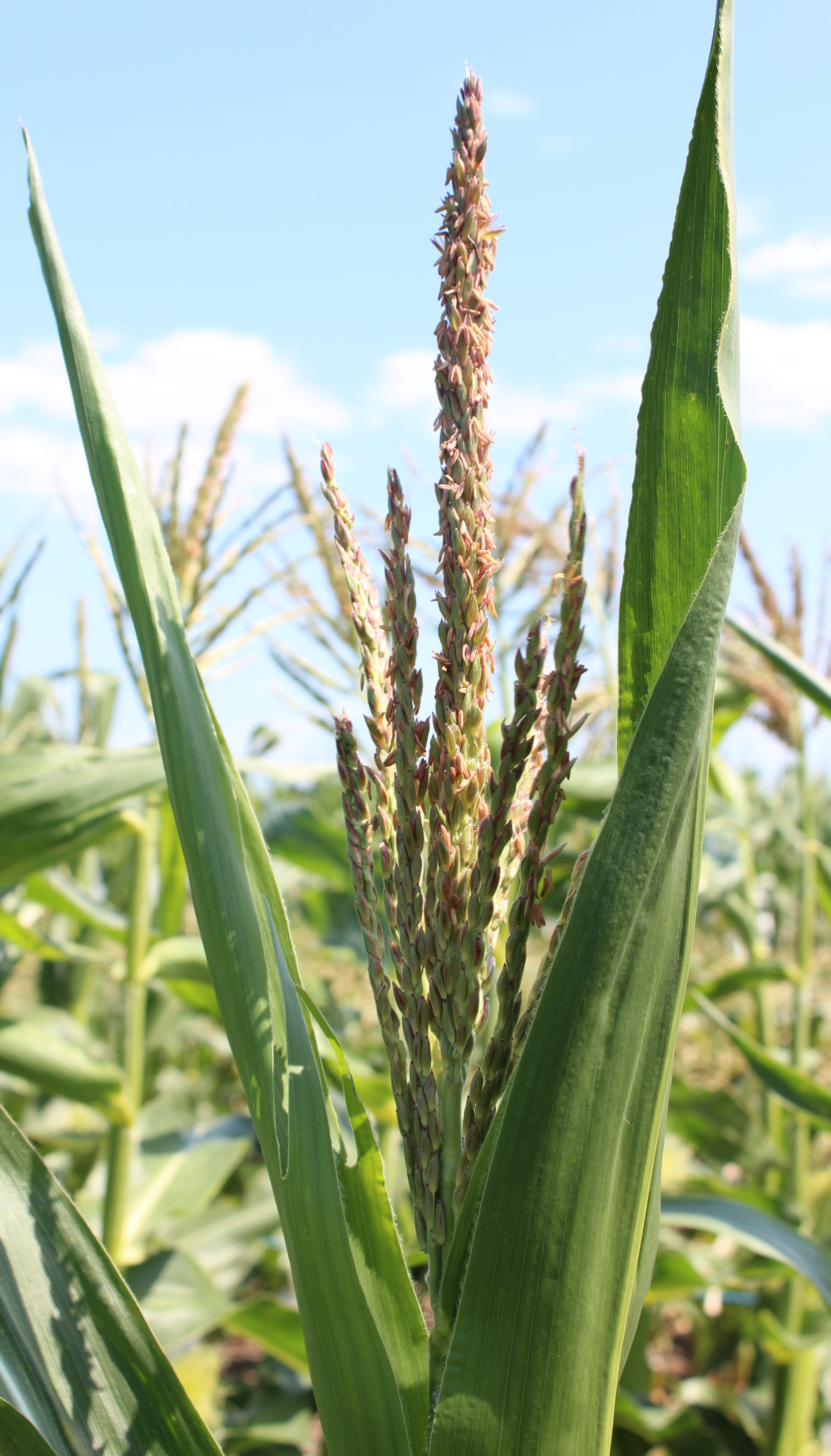 CO448 tassel