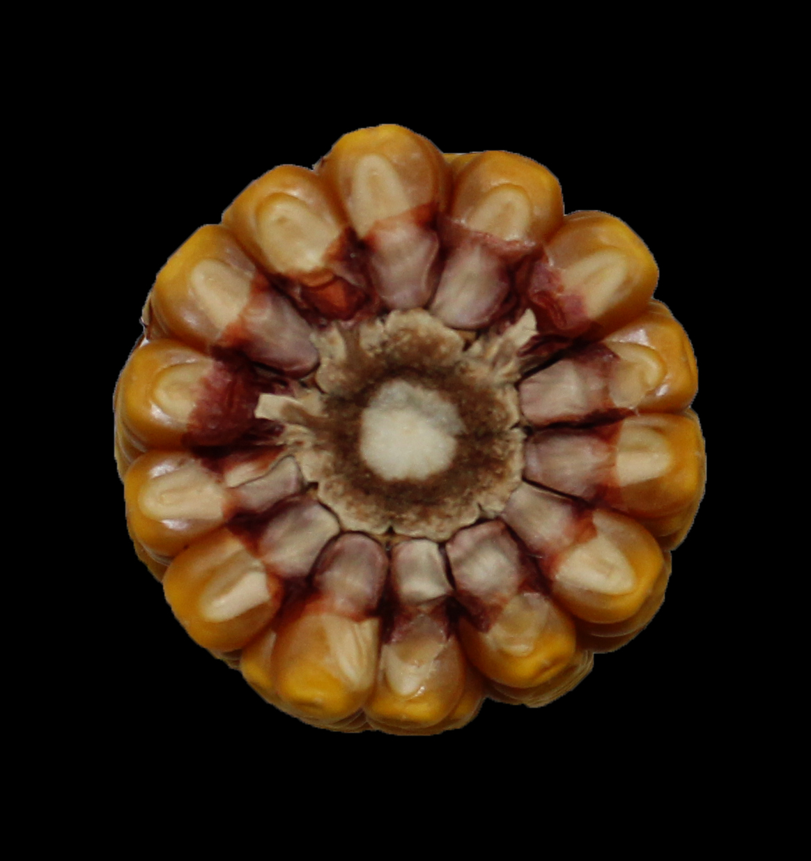 CO448 cob