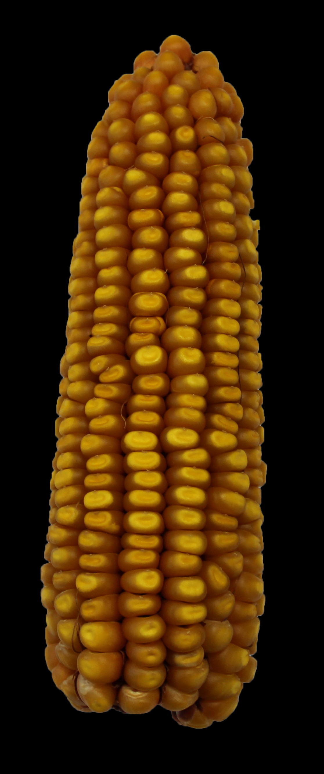 CO448 ear