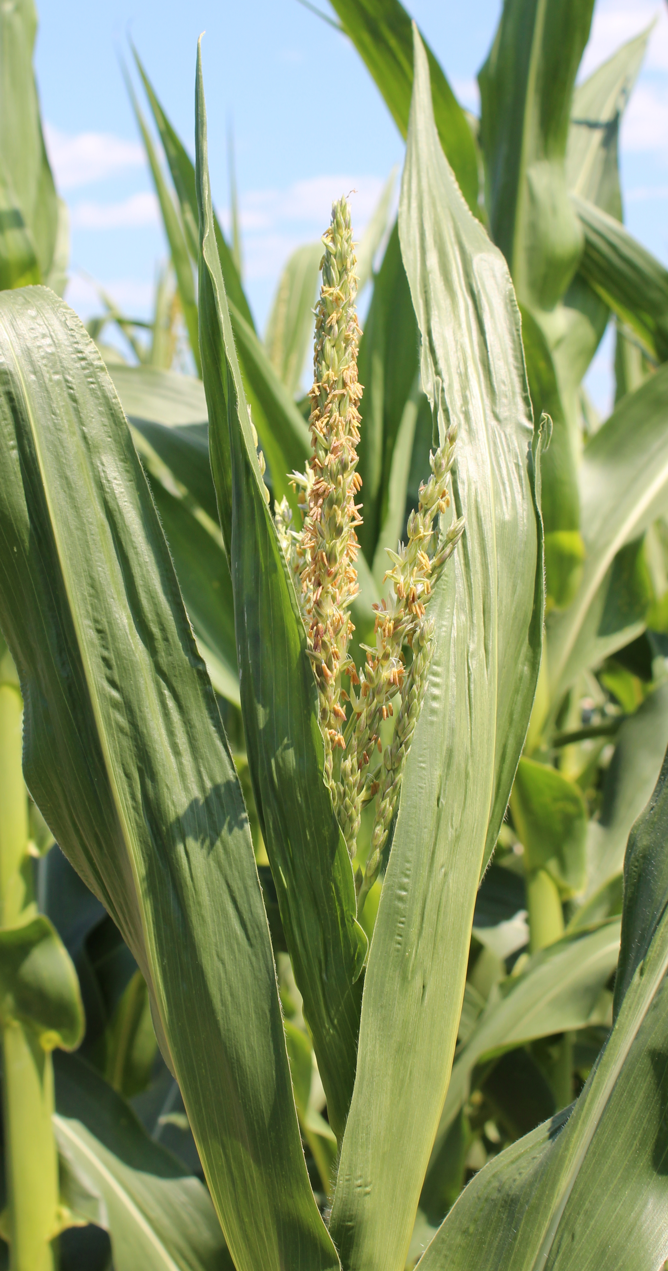CO450 tassel