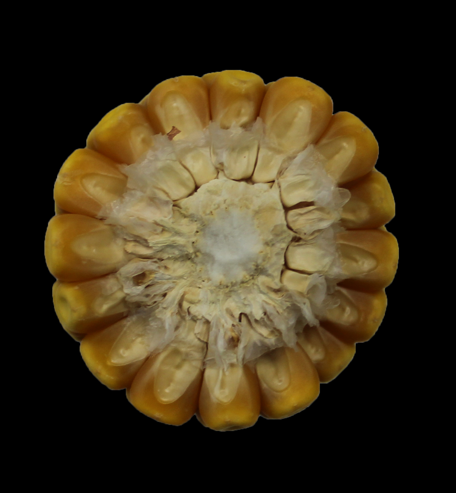 CO450 cob