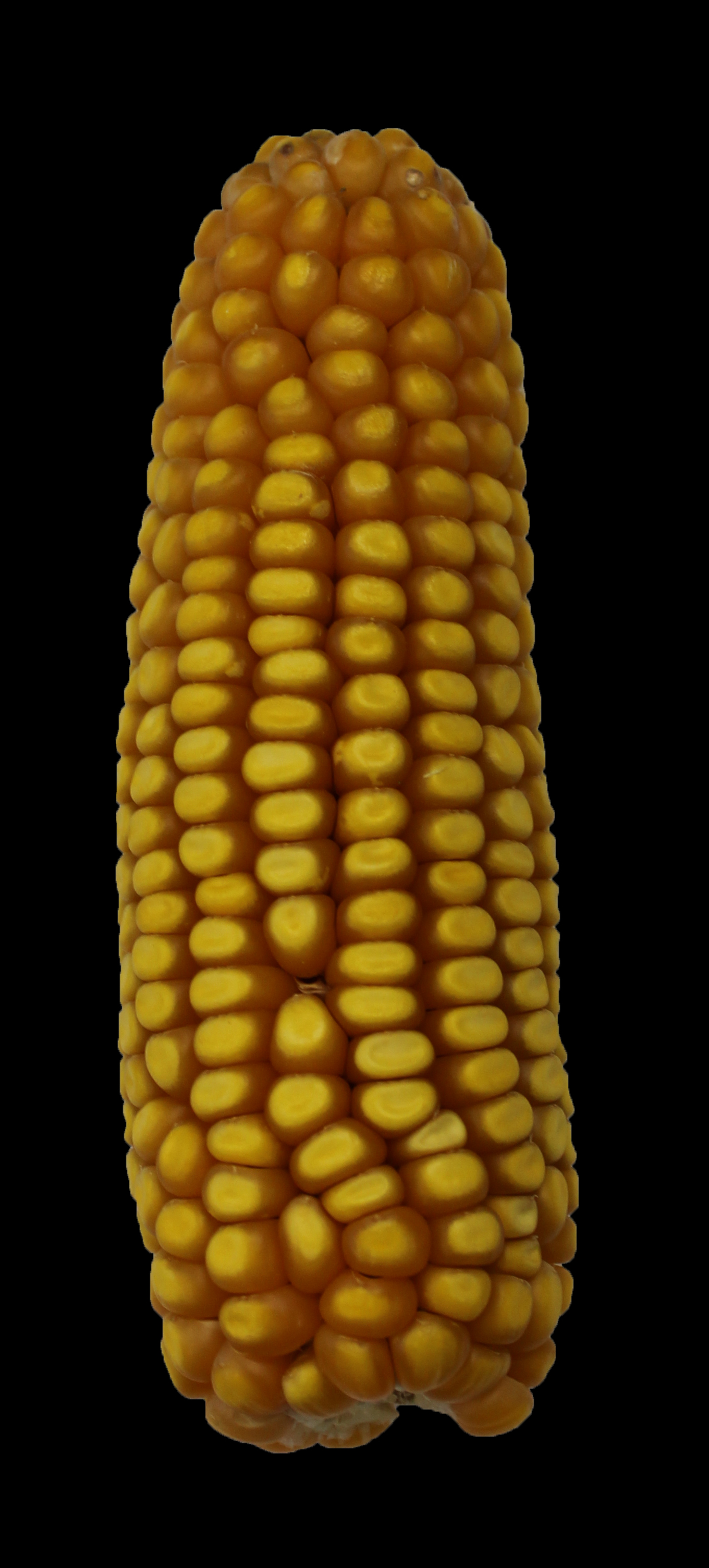 CO450 ear