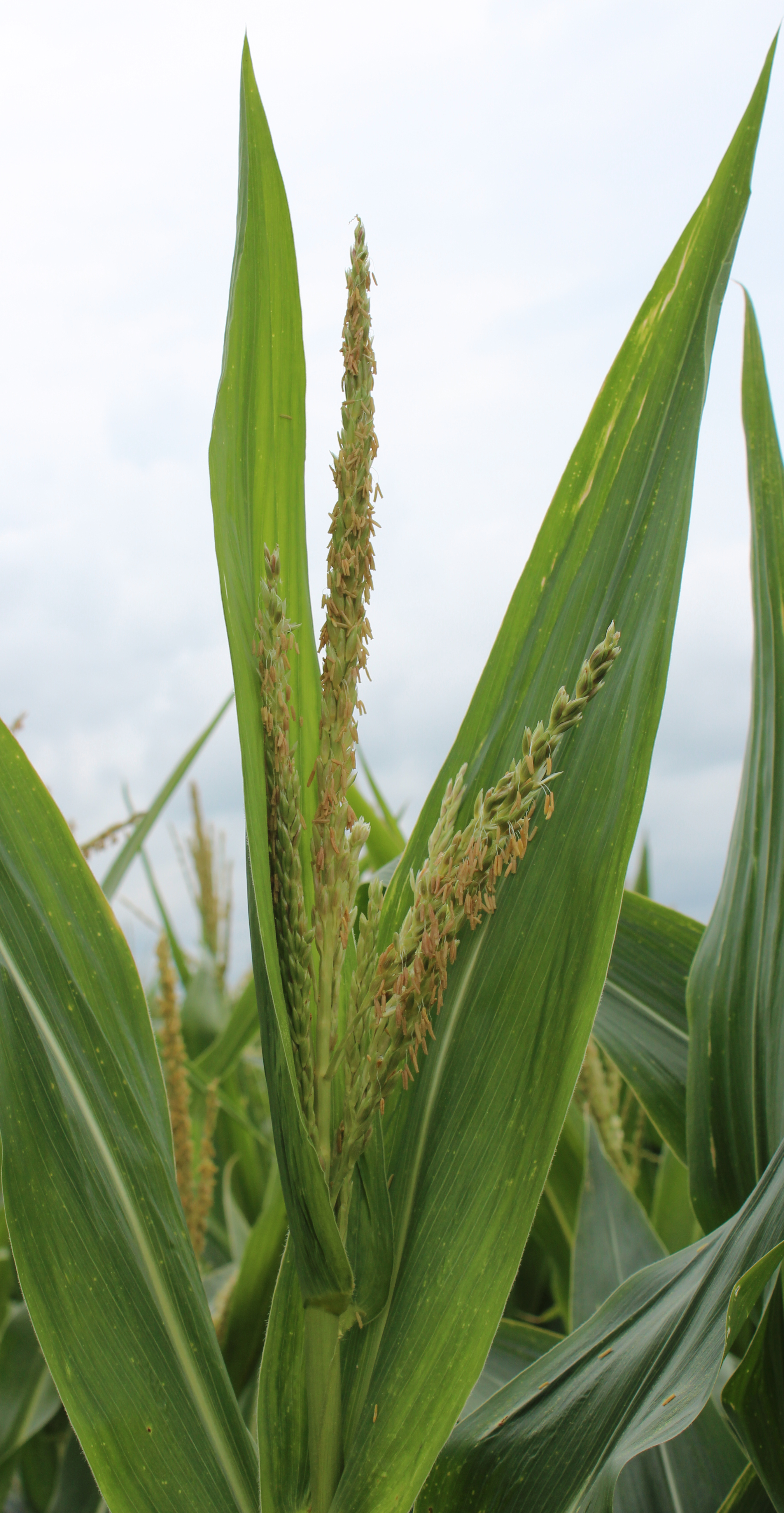 CO451 tassel