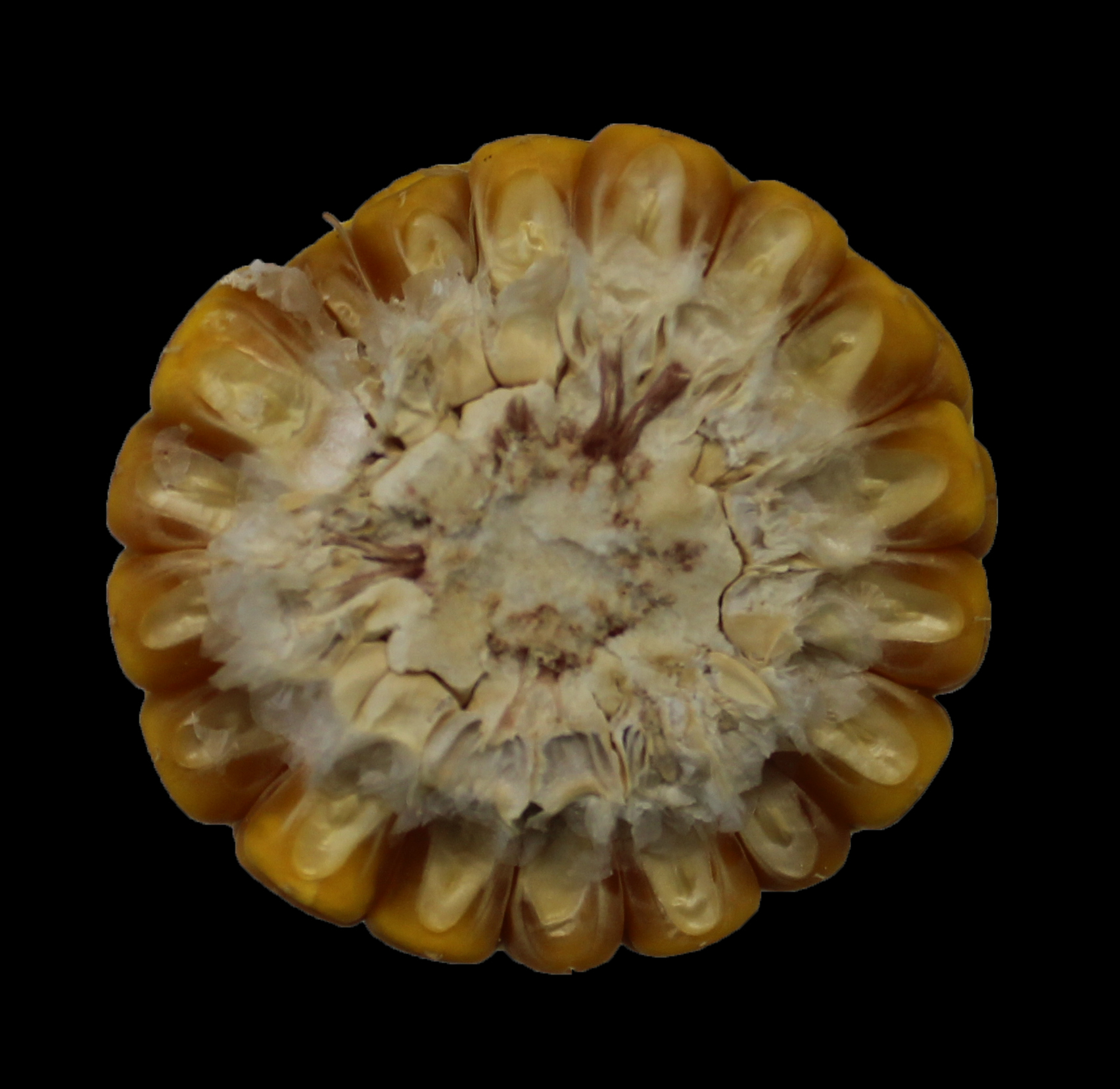 CO451 cob