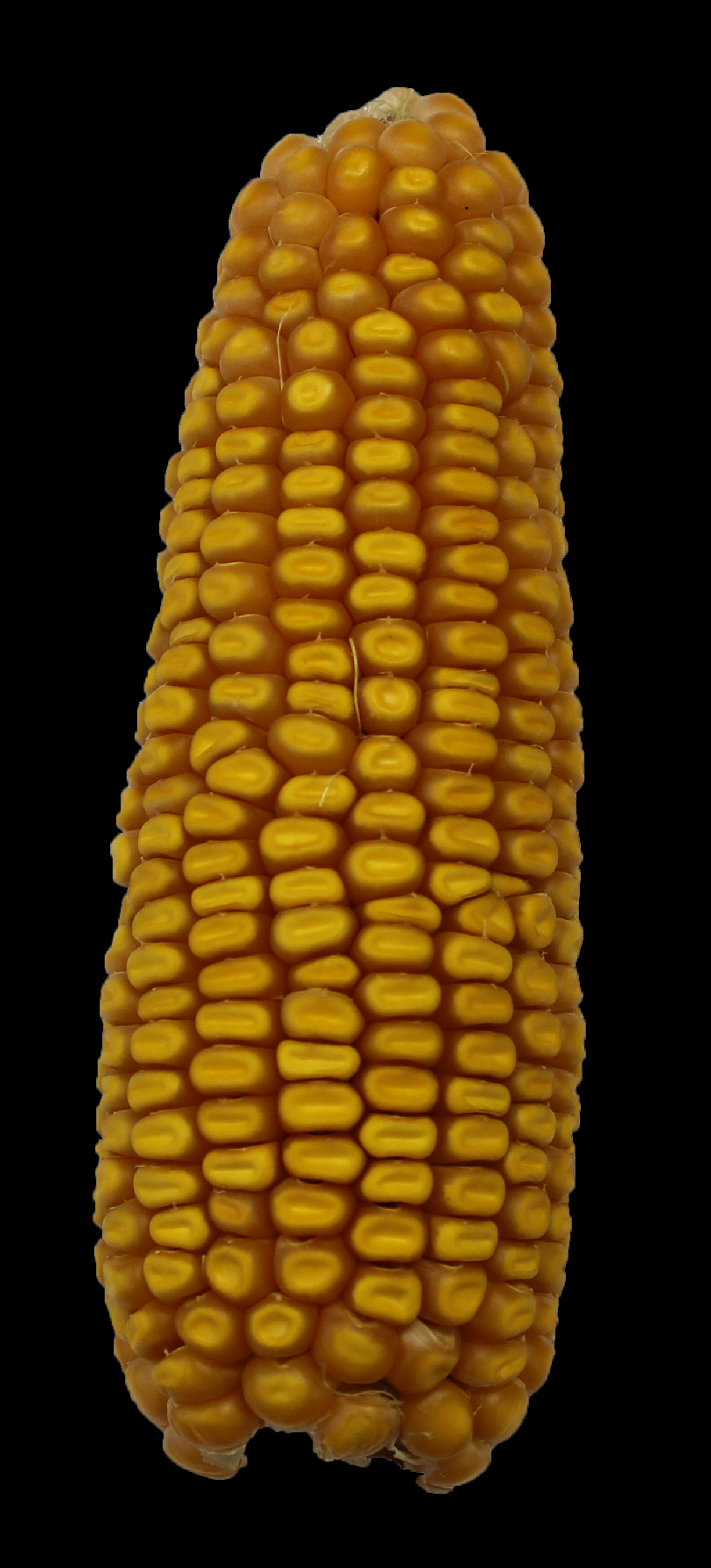 CO451 ear