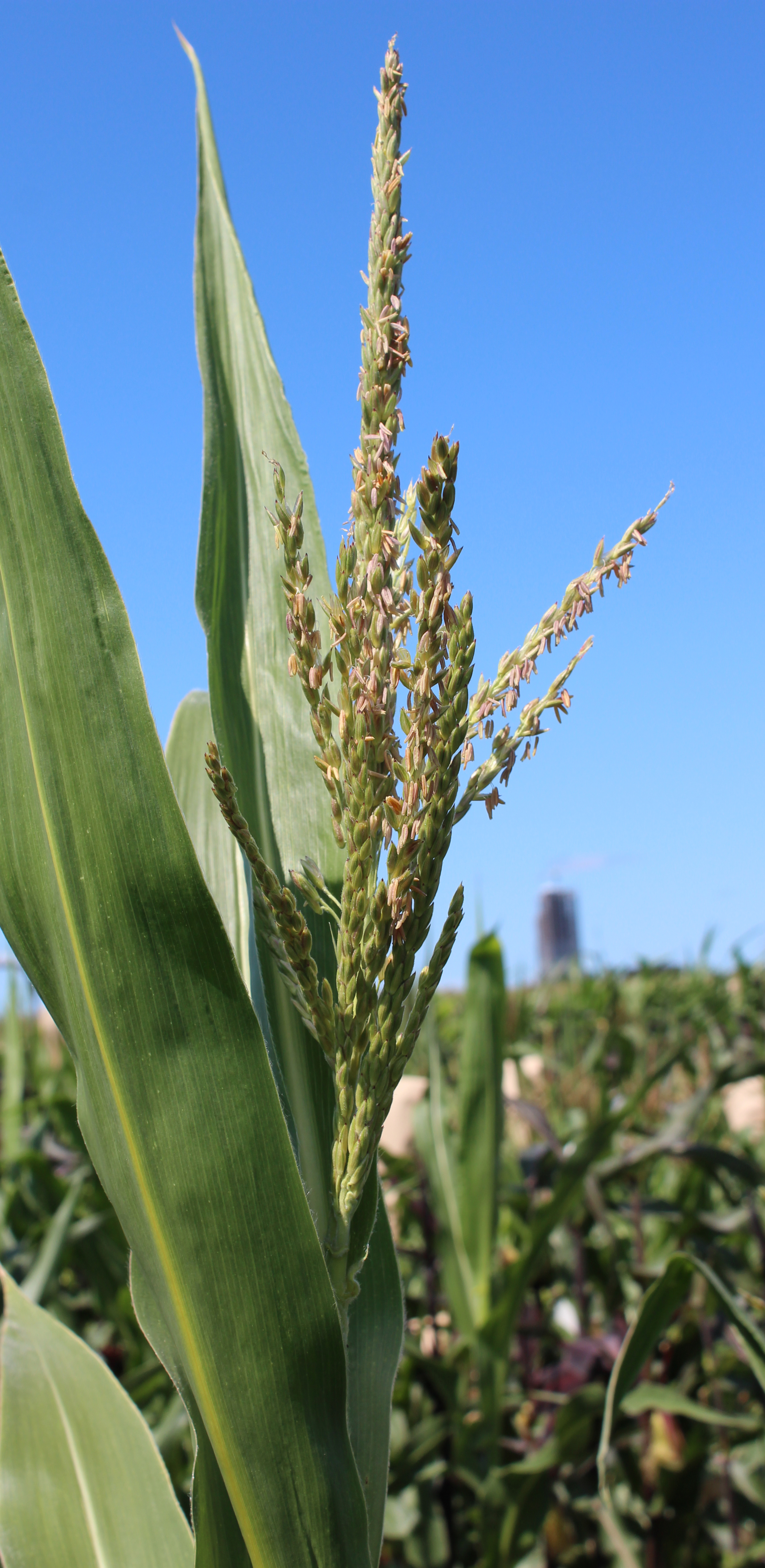 CO452 tassel