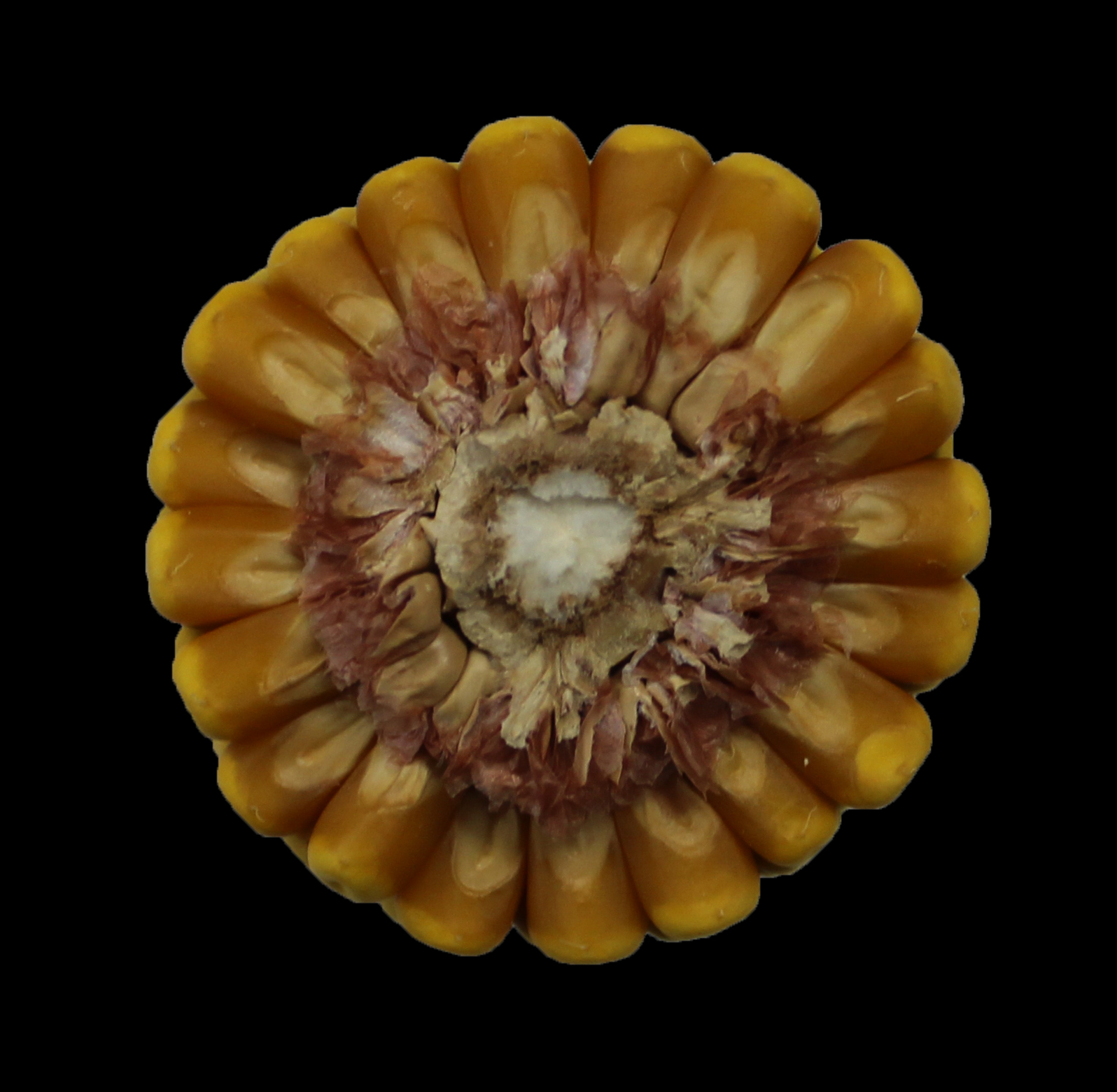 CO453 cob
