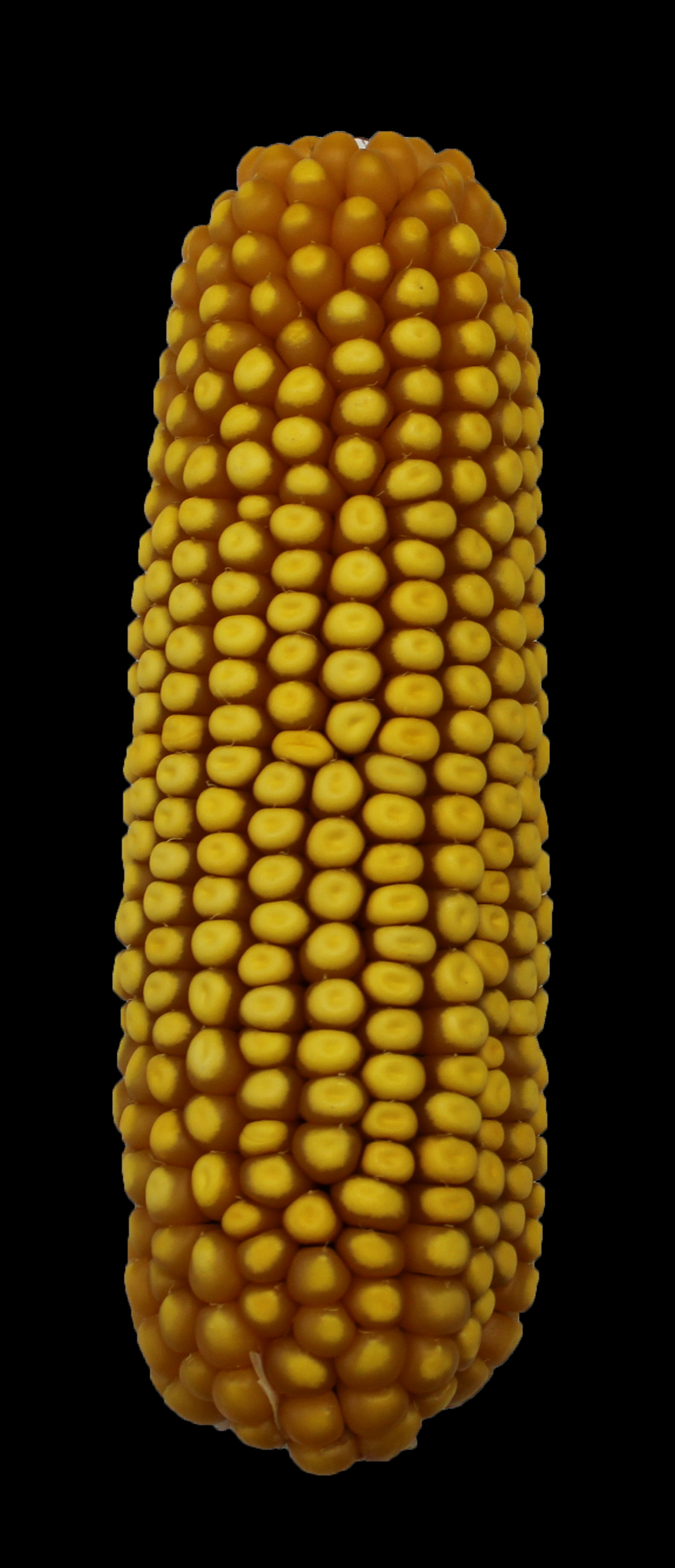 CO453 ear