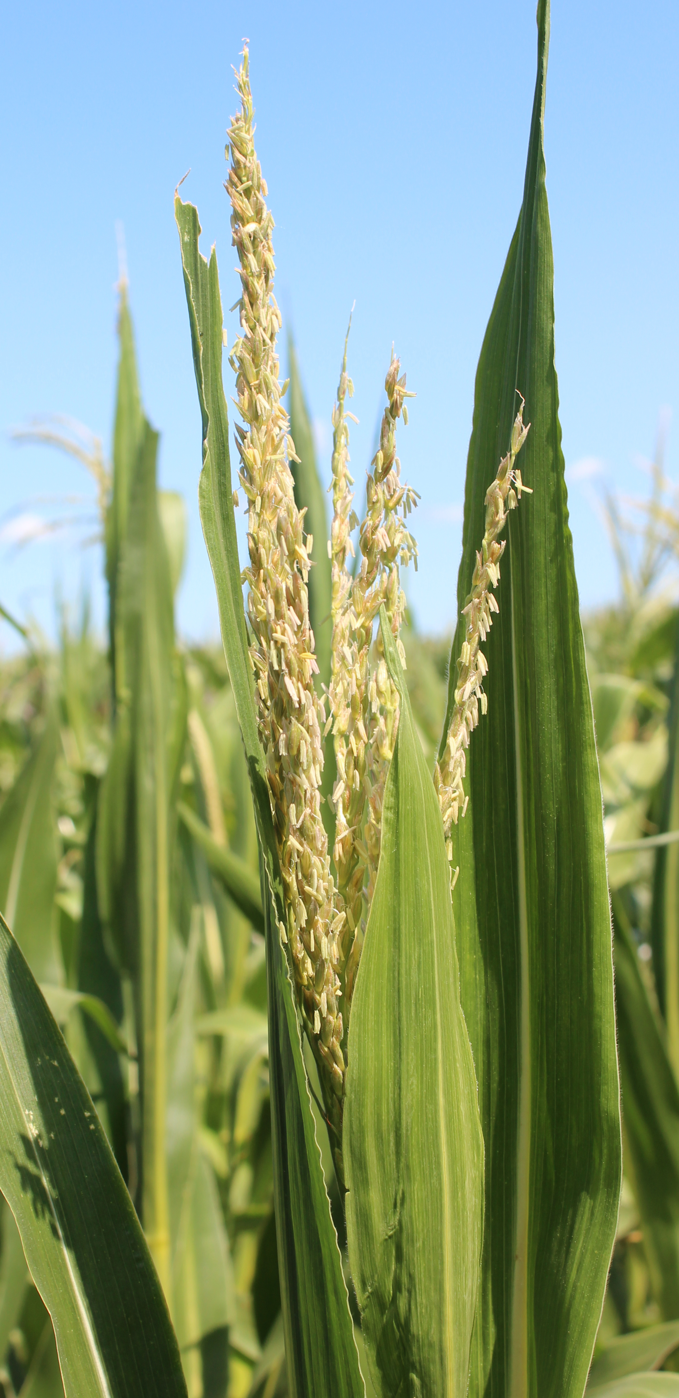 CO454 tassel