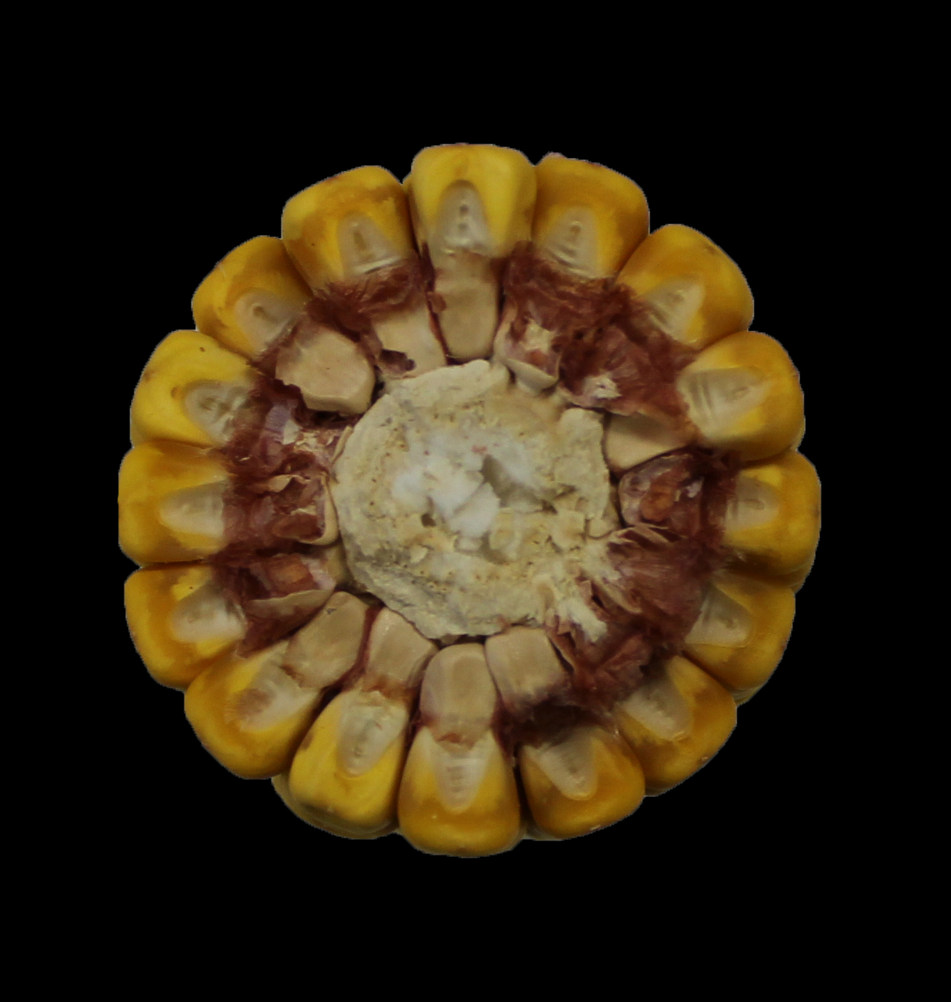 CO454 cob