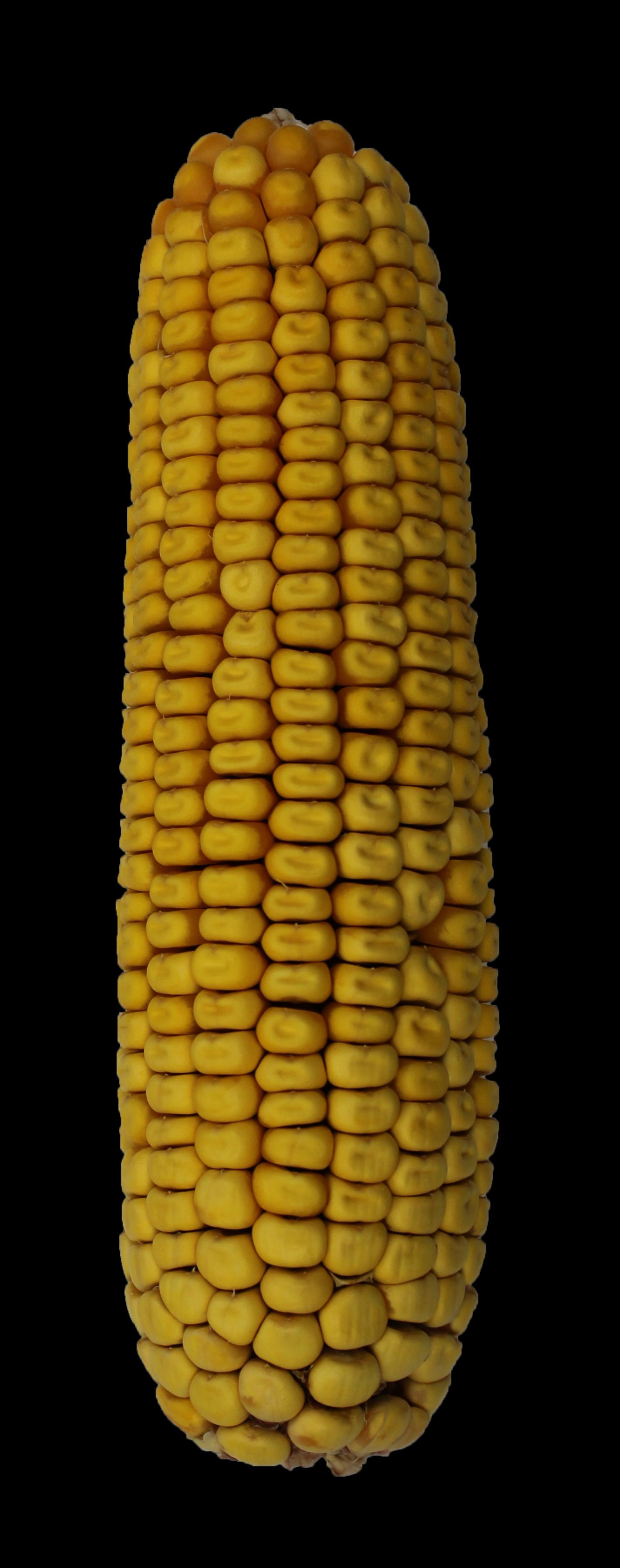 CO454 ear