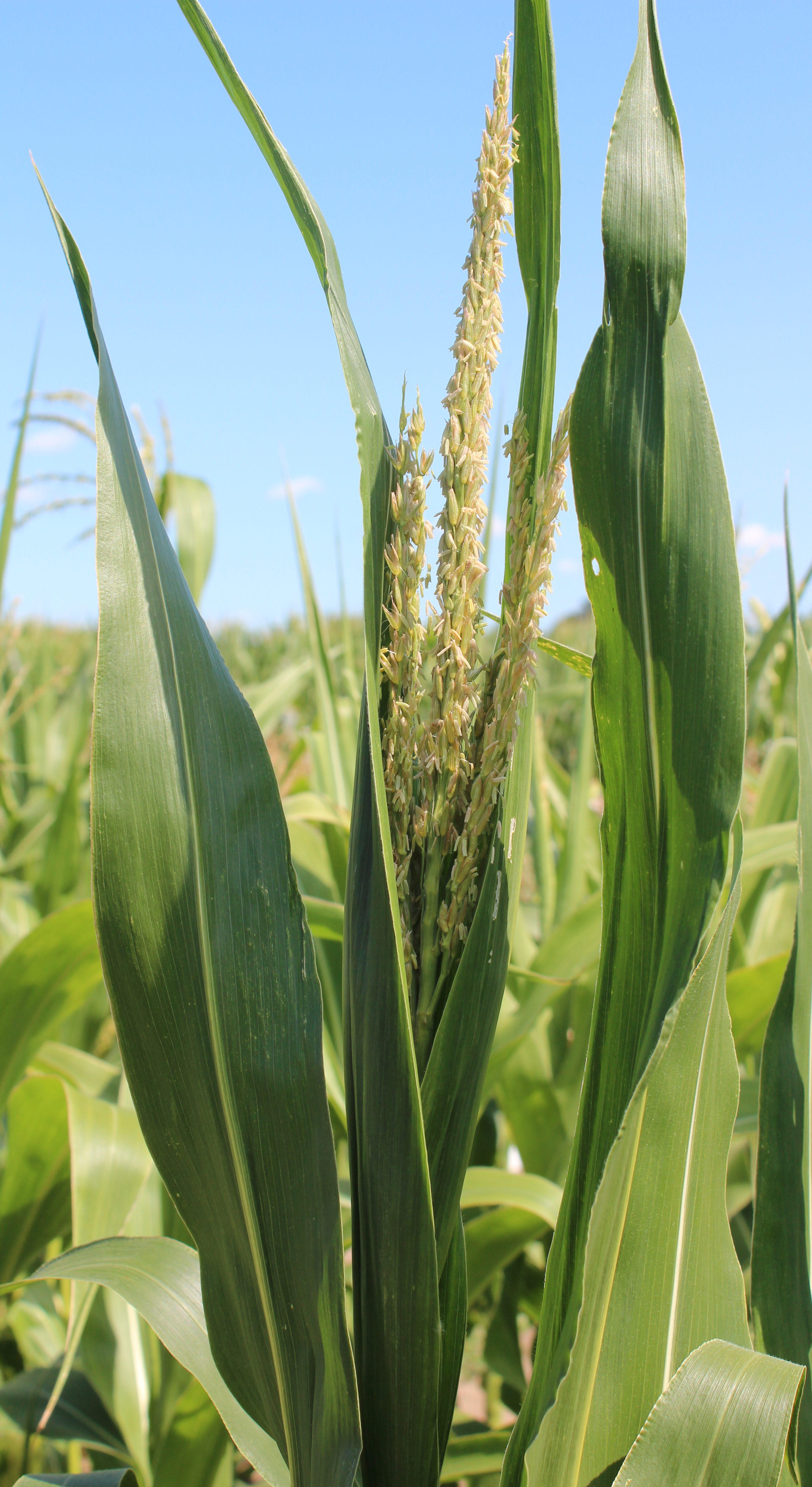 CO455 tassel