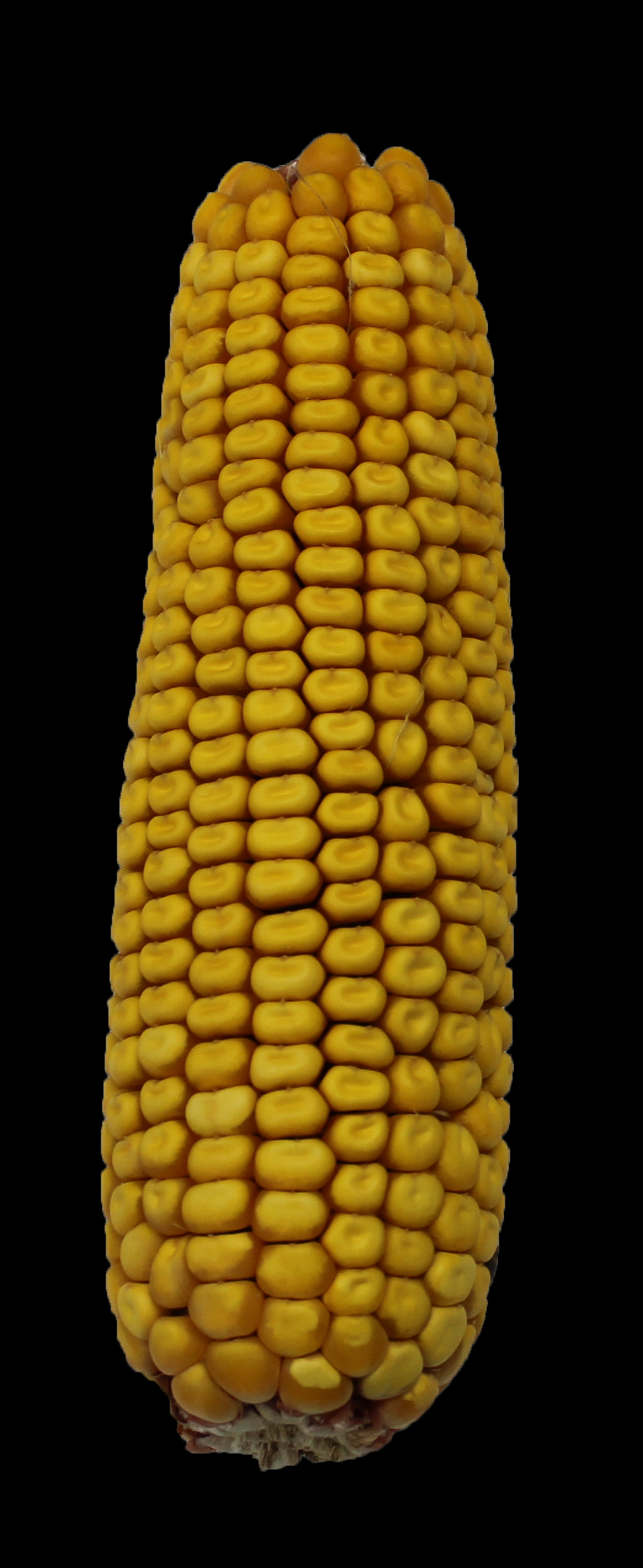 CO455 ear