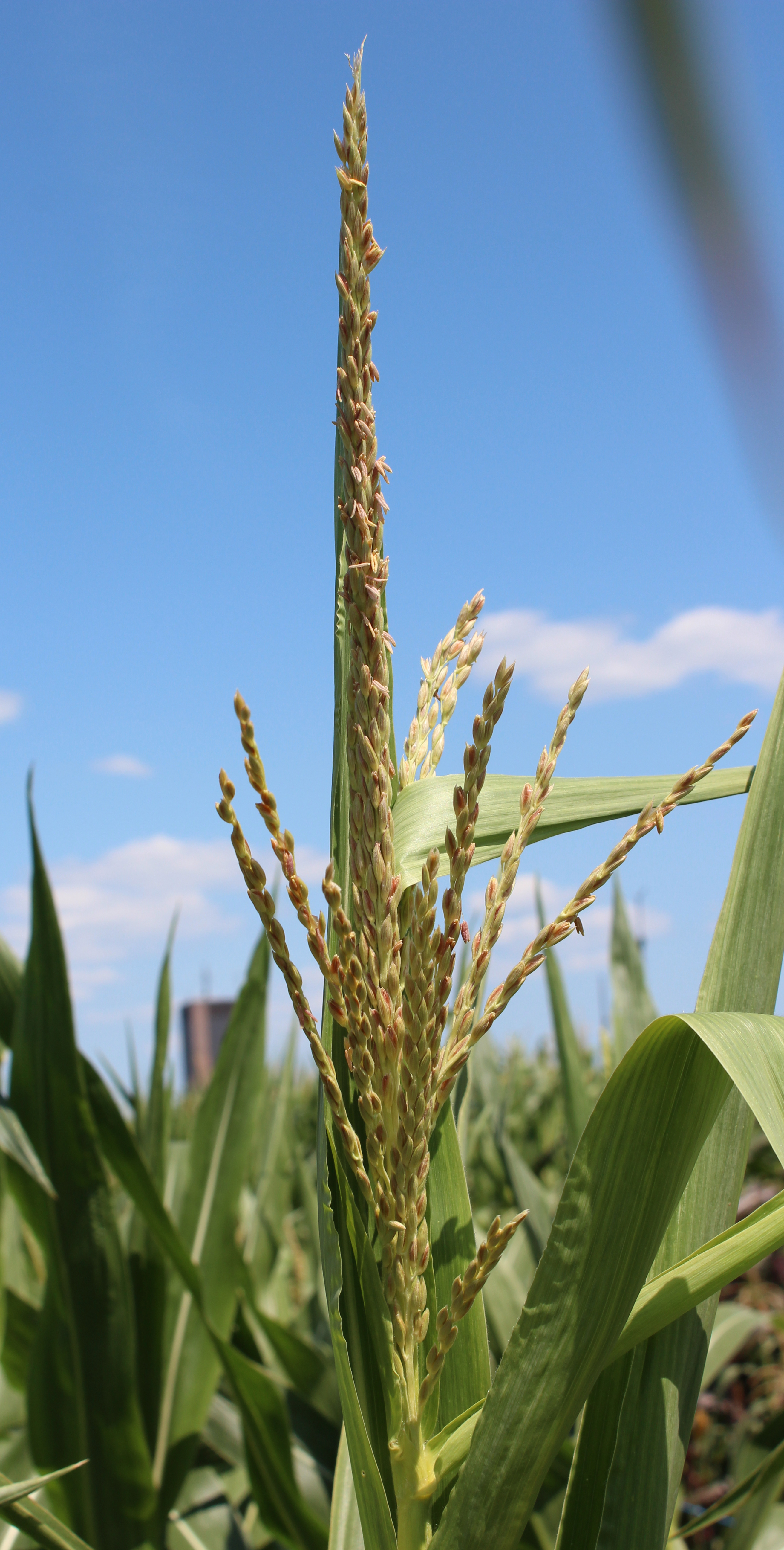 CO462 tassel