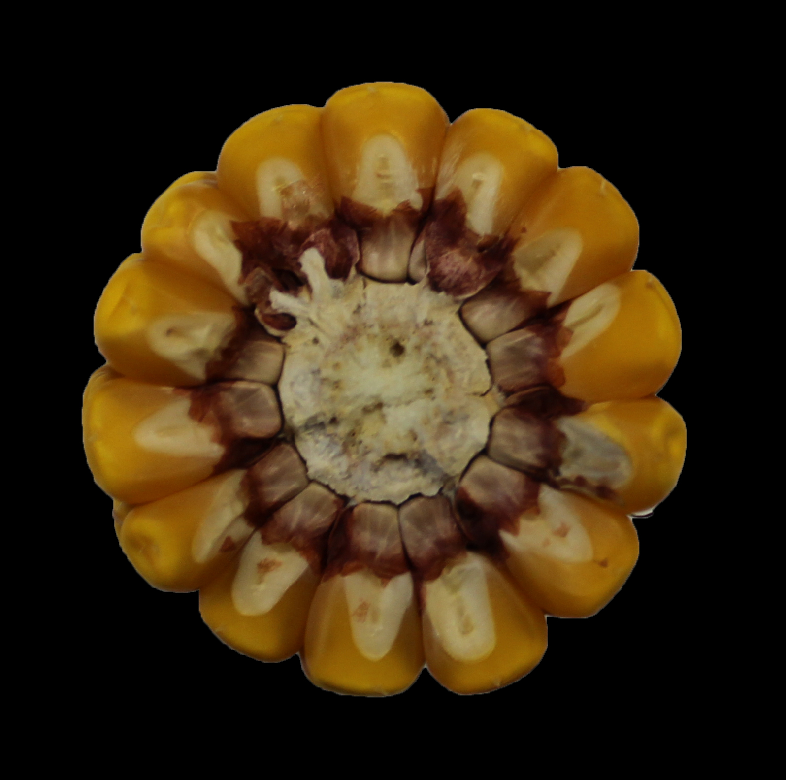 CO462 cob