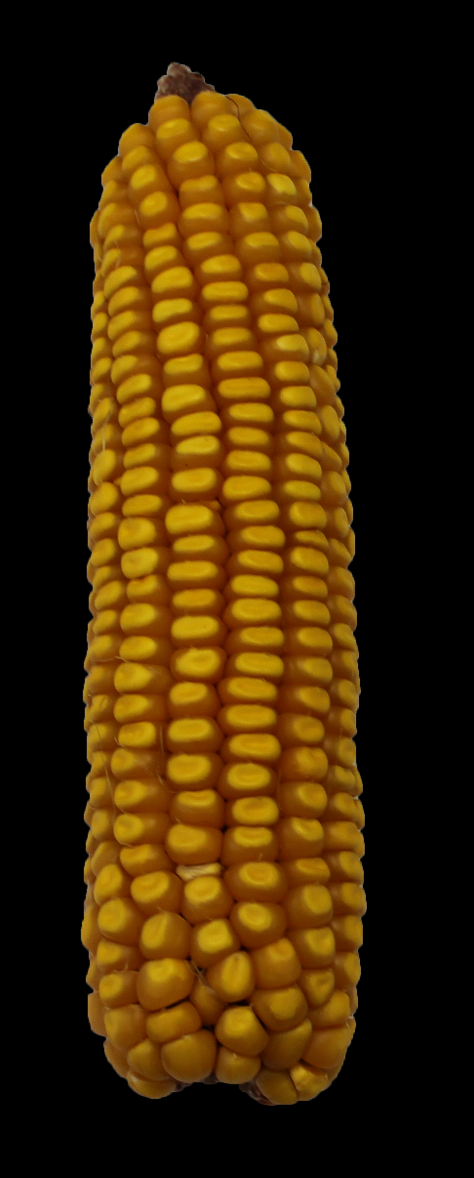 CO462 ear