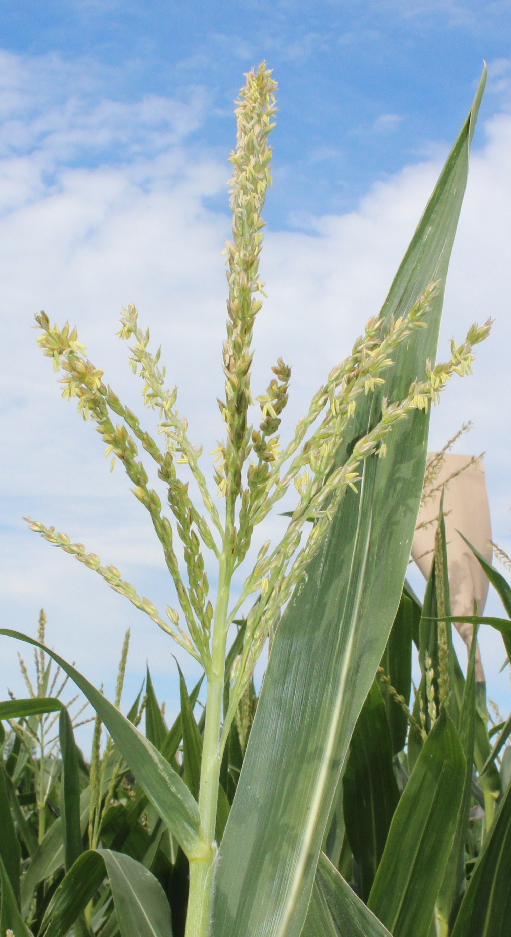 CO463 tassel