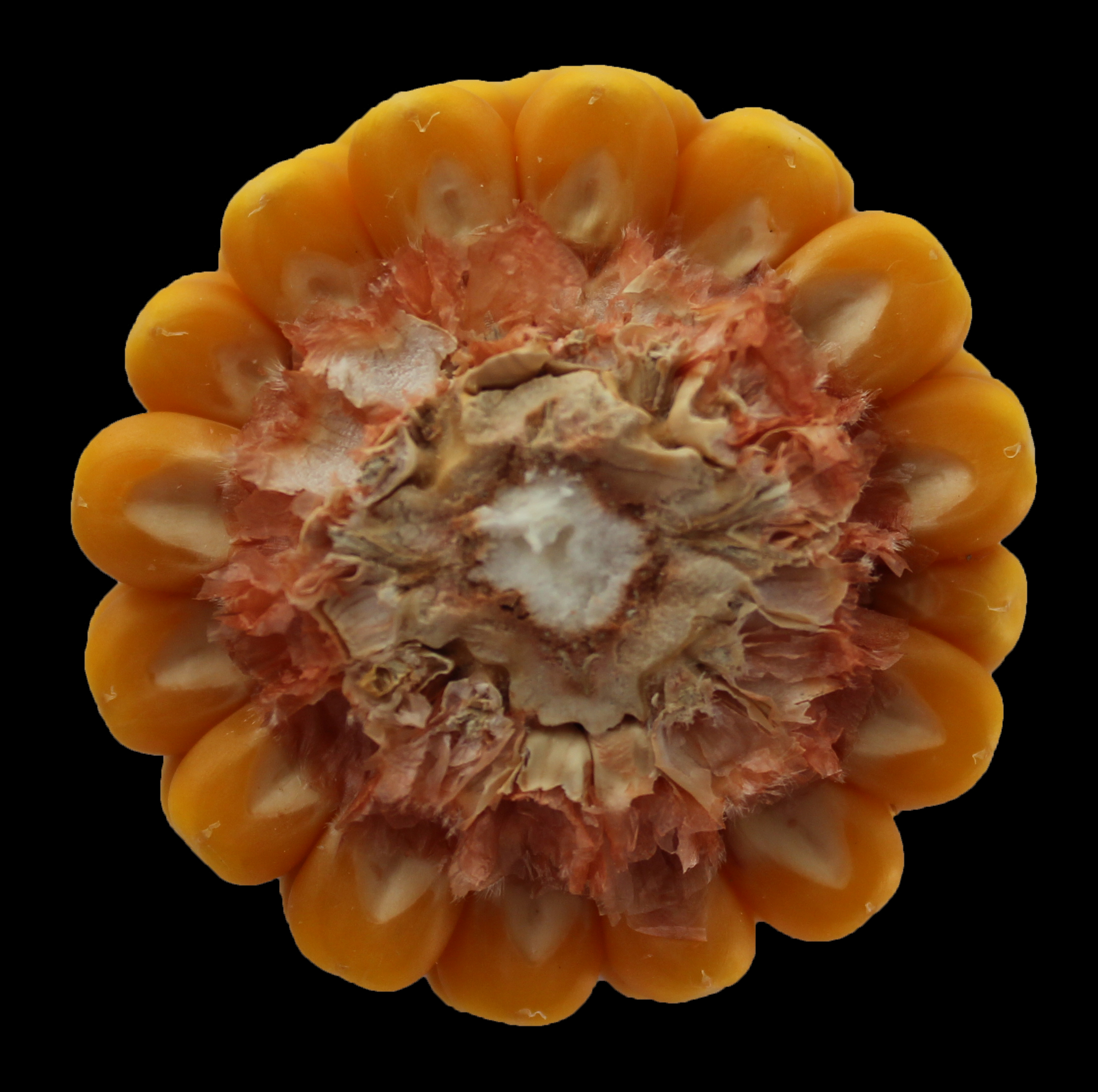 CO463 cob