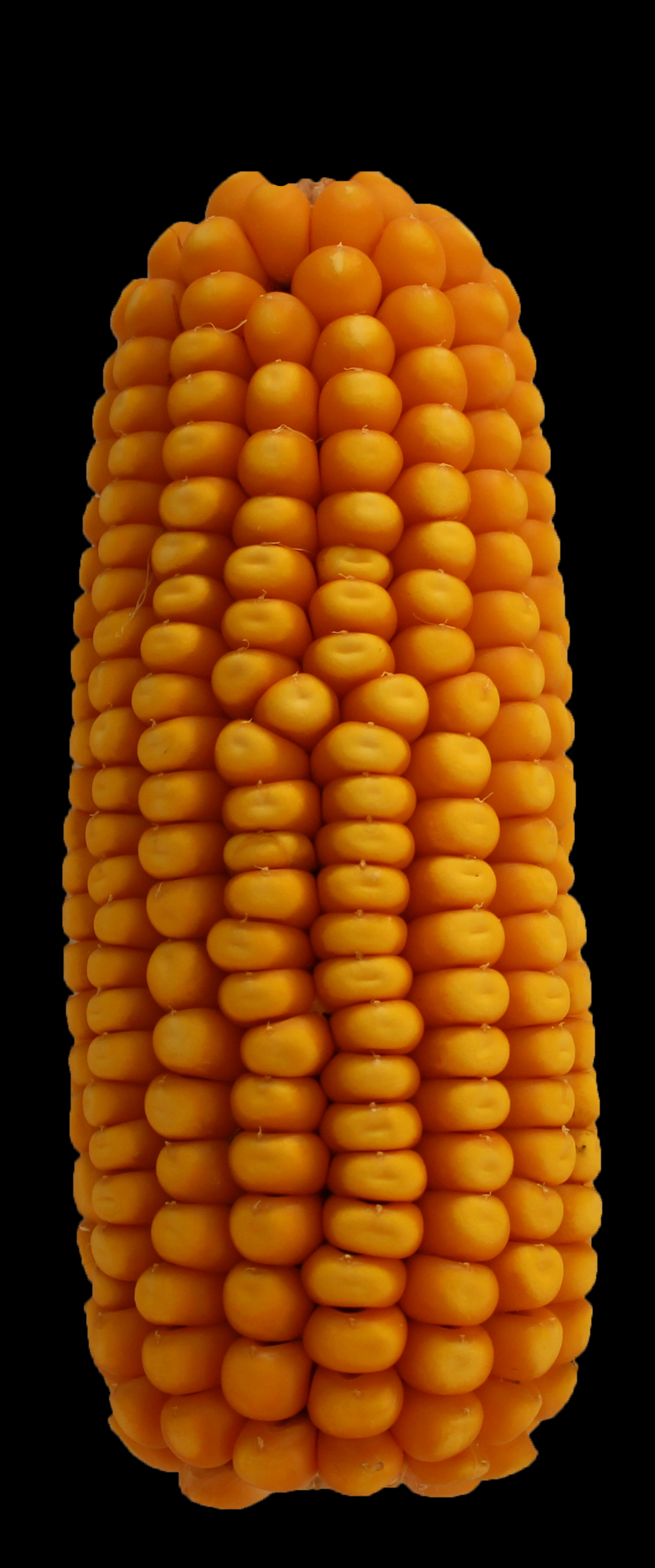 CO463 ear