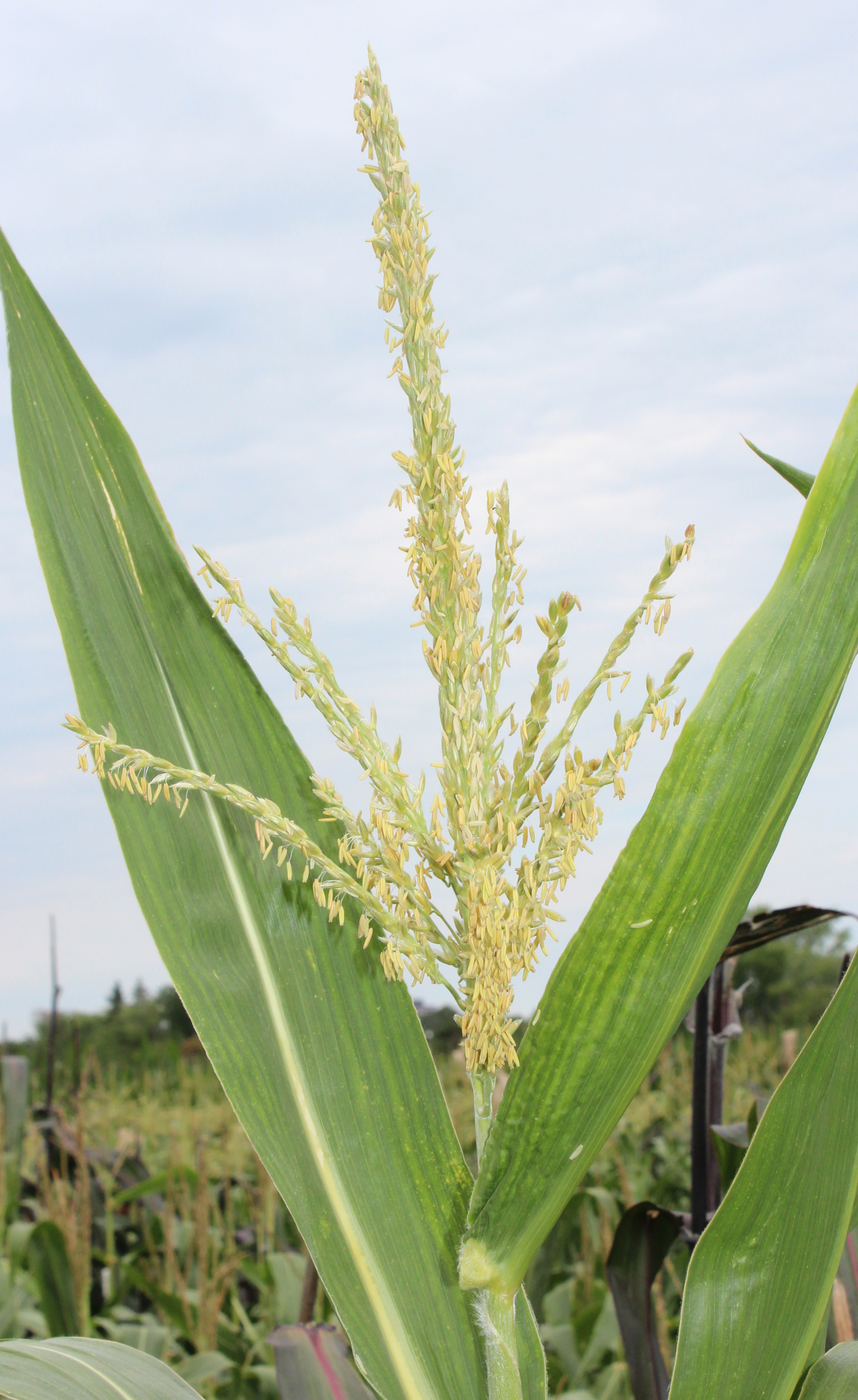 CO464 tassel