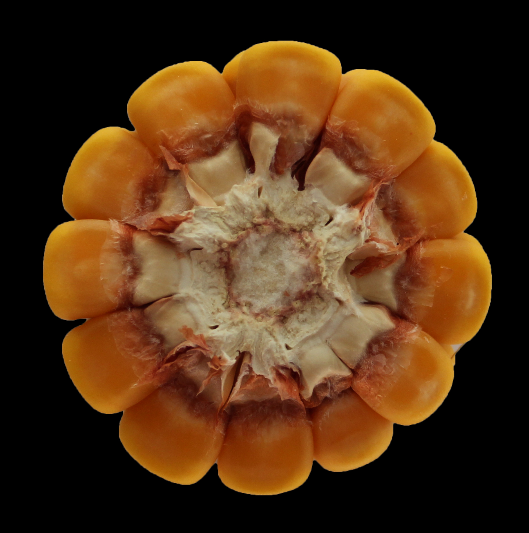 CO464 cob