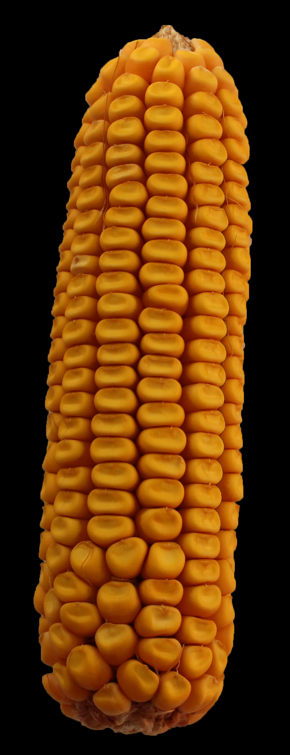 CO464 ear