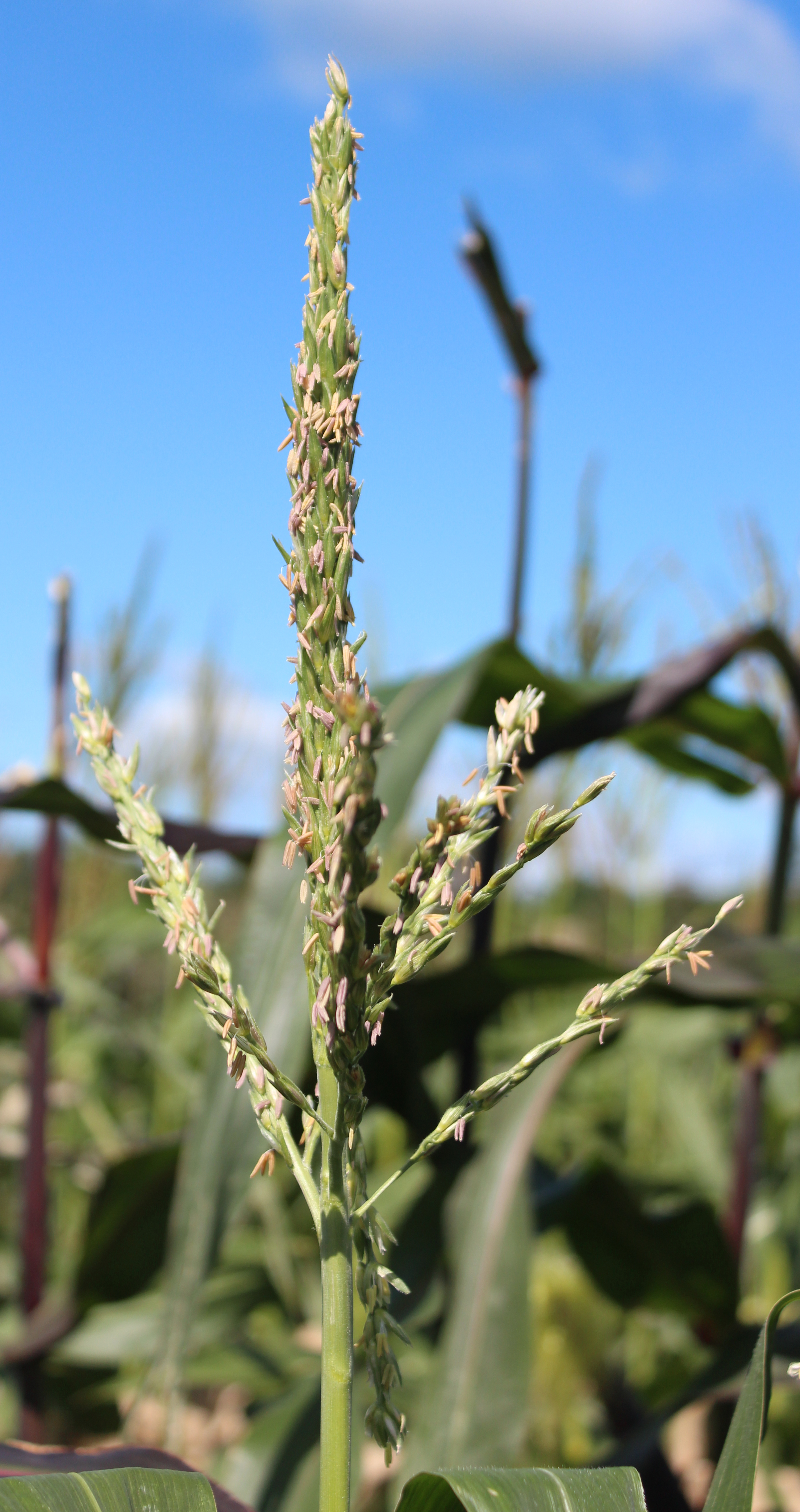 CO465 tassel