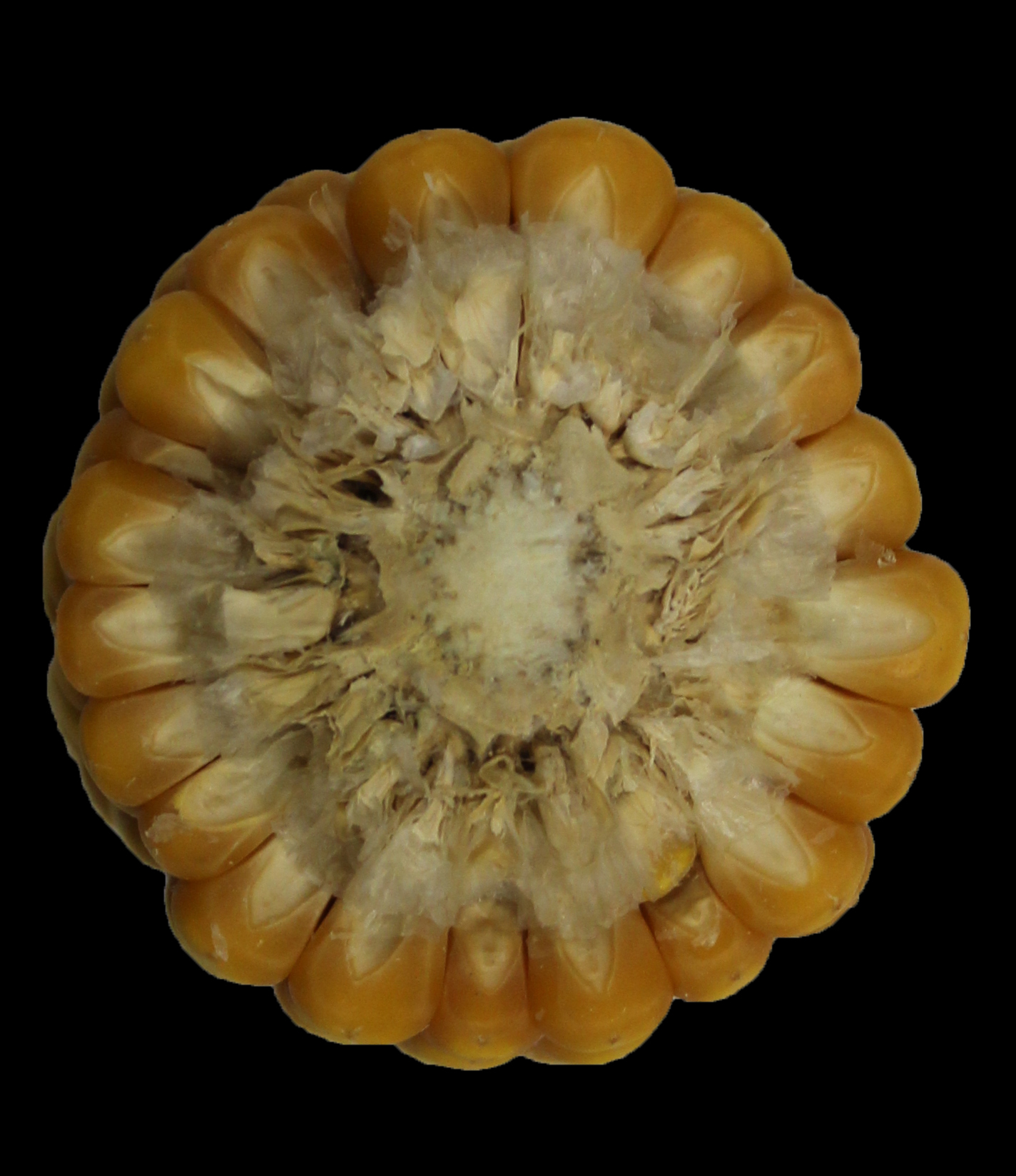 CO465 cob