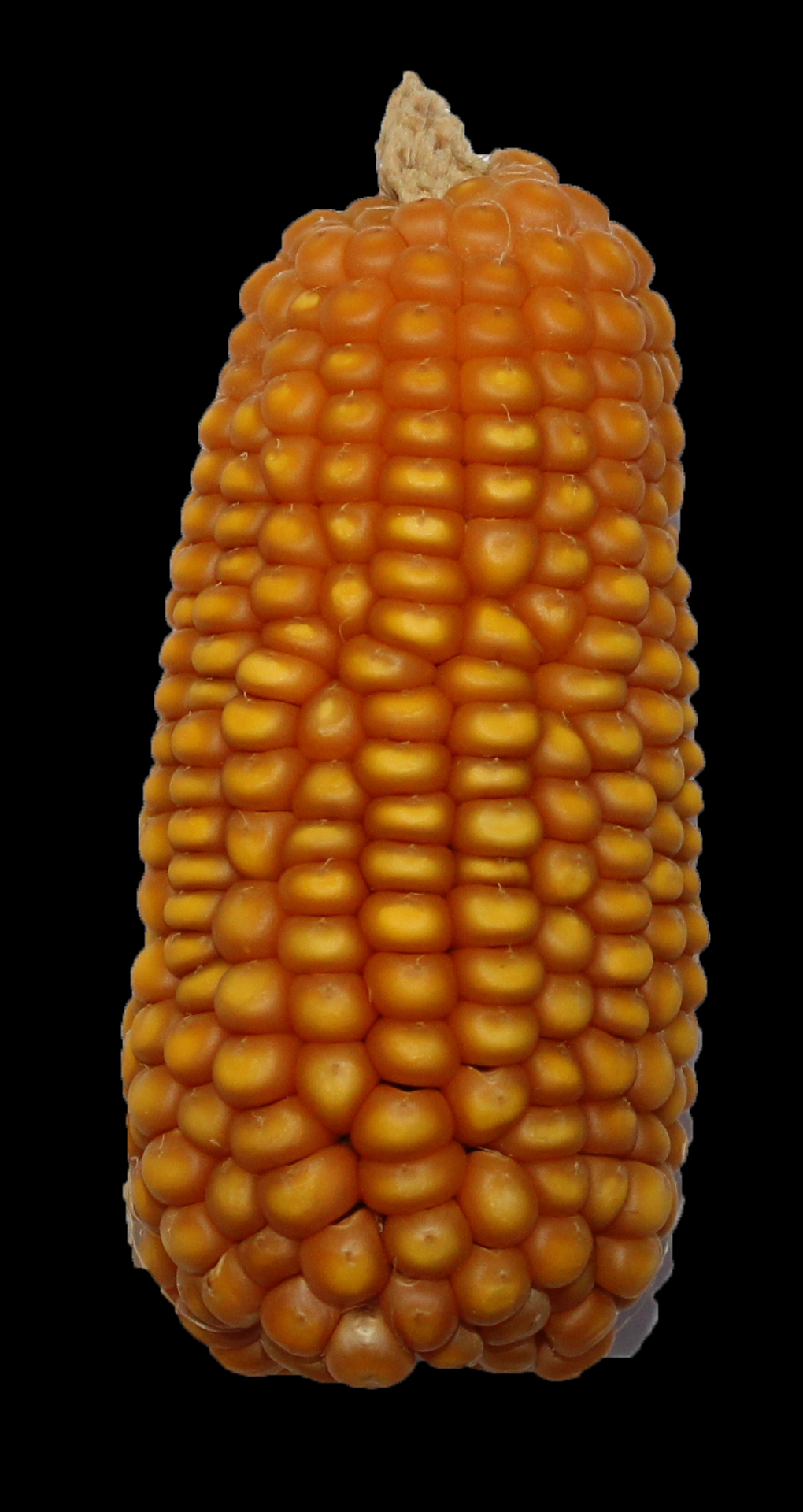CO465 ear