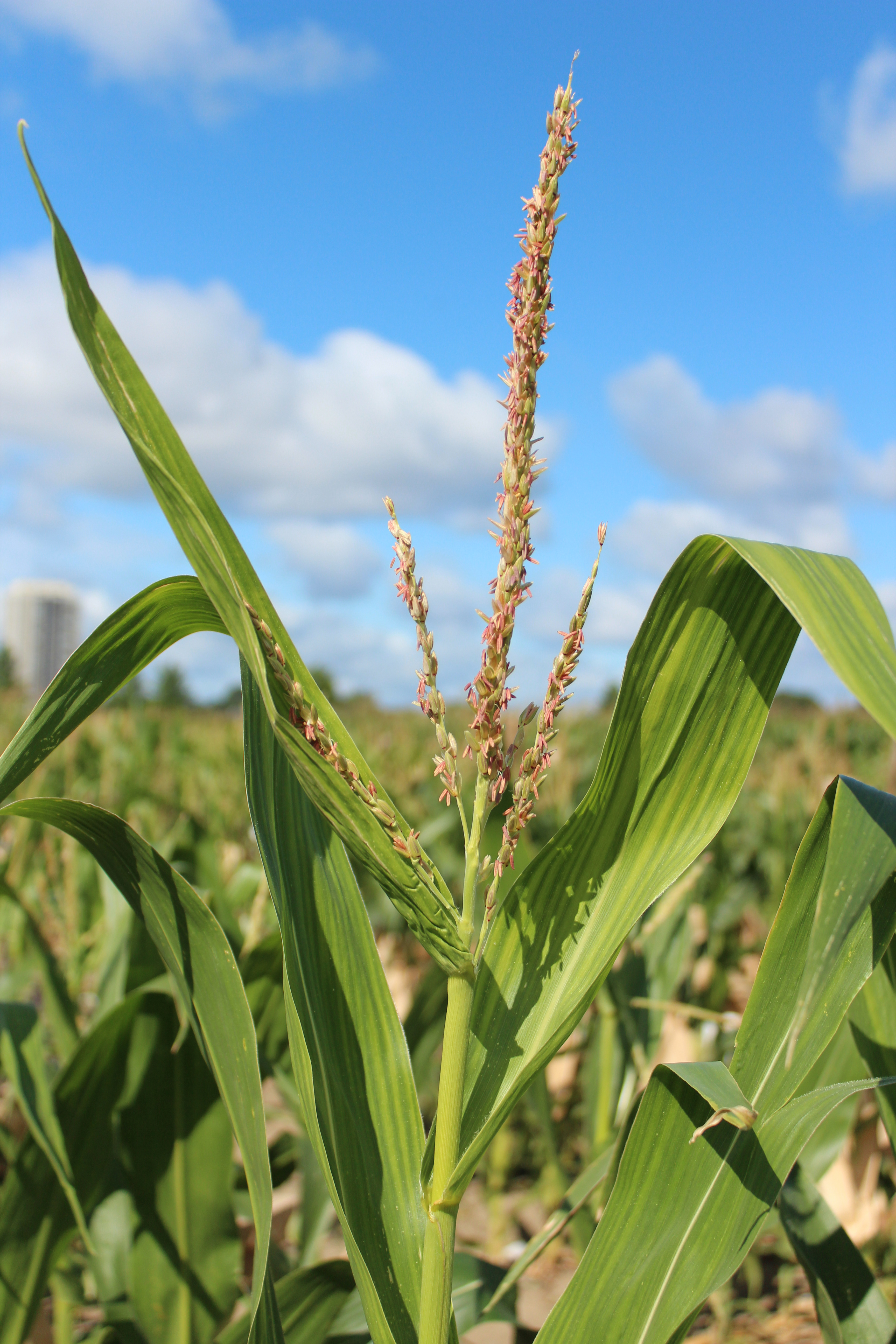 CO466 tassel