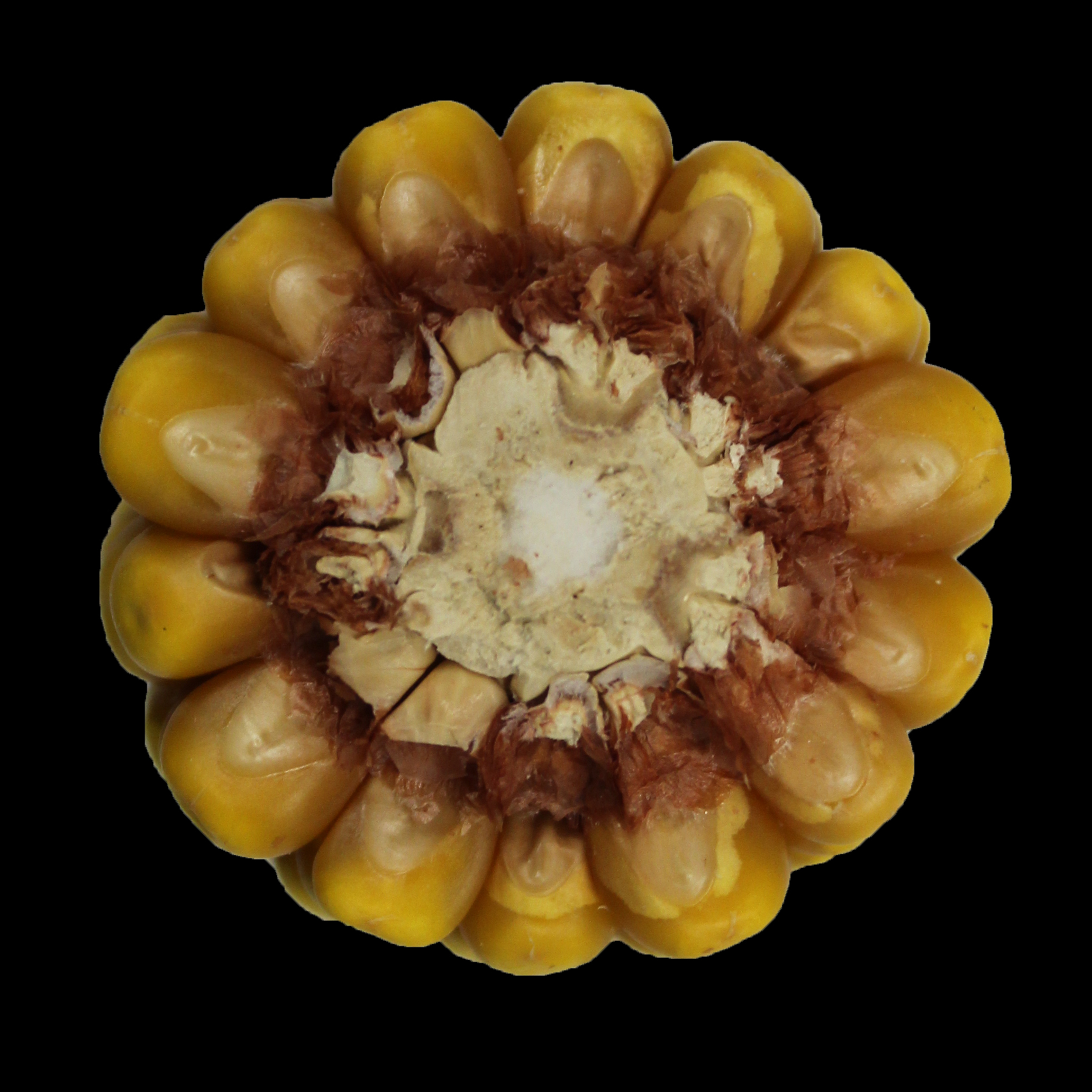 CO466 cob