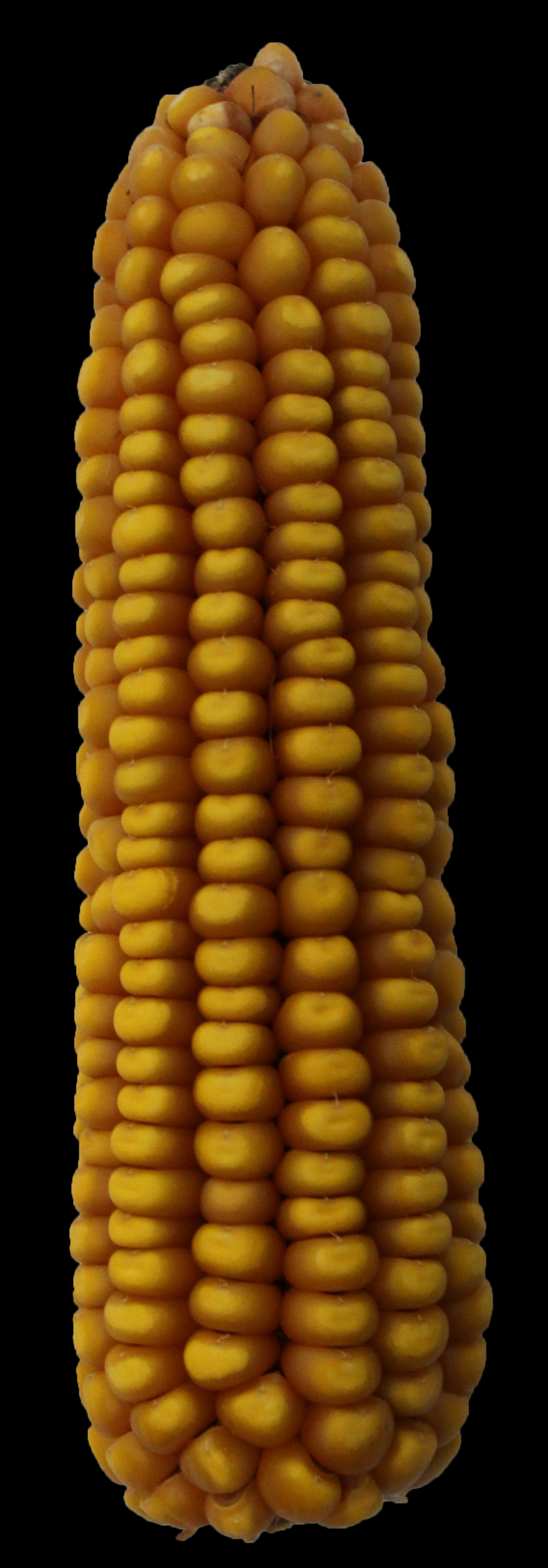 CO466 ear