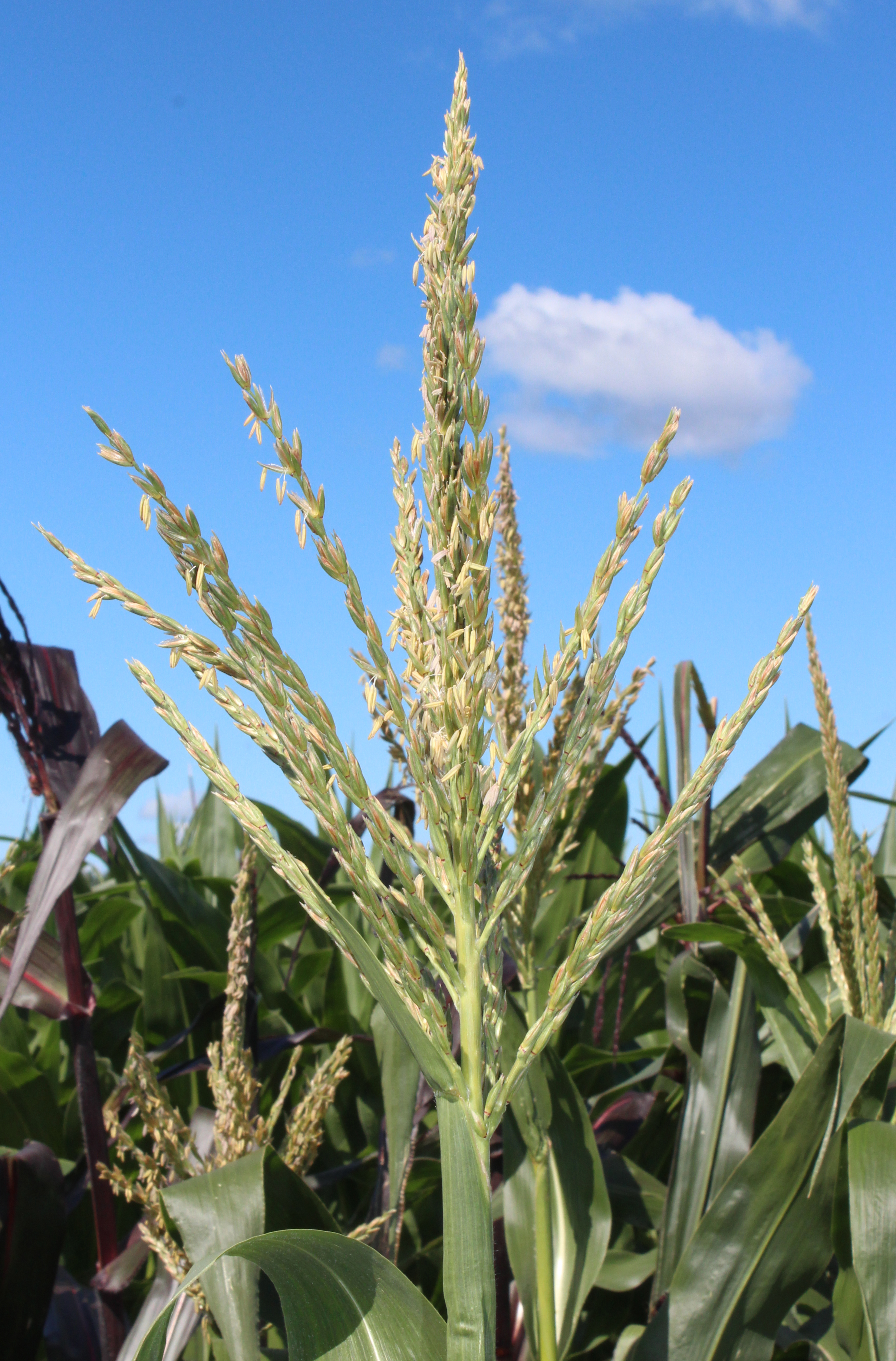 CO467 tassel