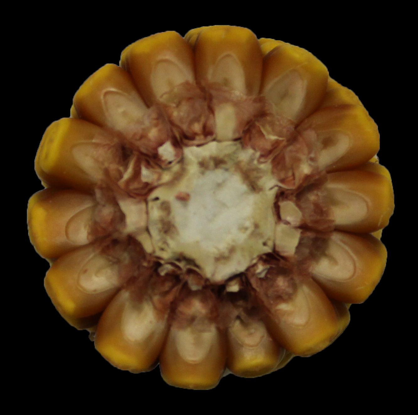 CO467 cob