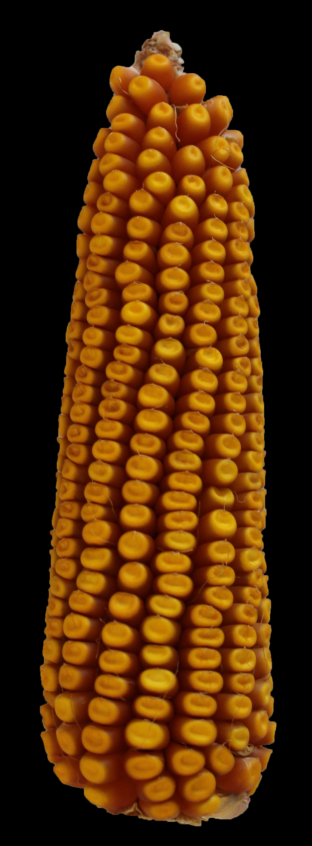 CO467 ear