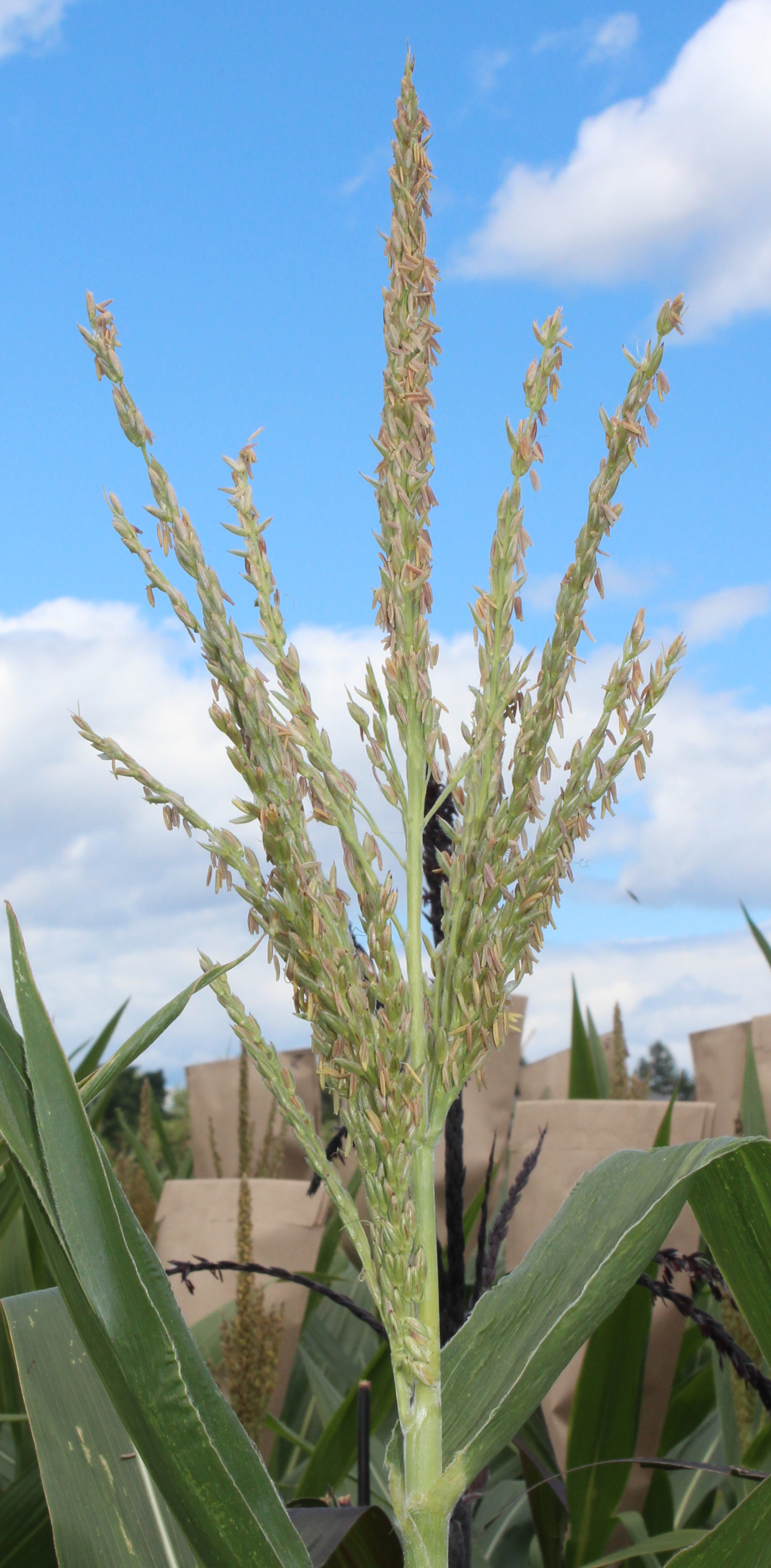 CO468 tassel