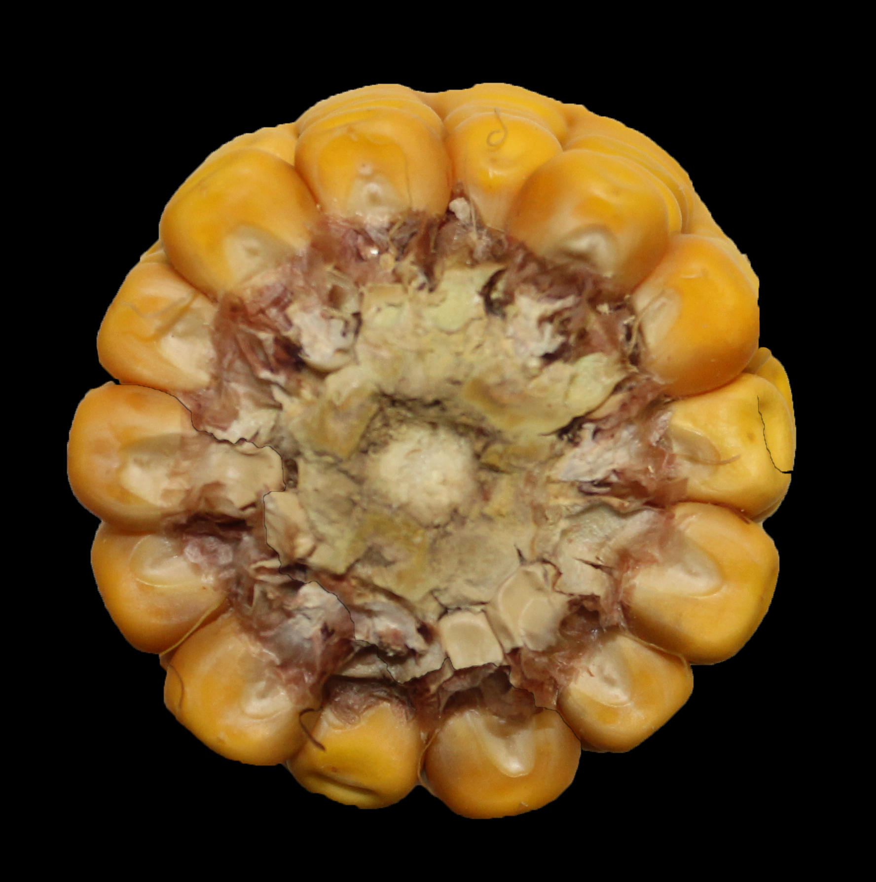 CO468 cob