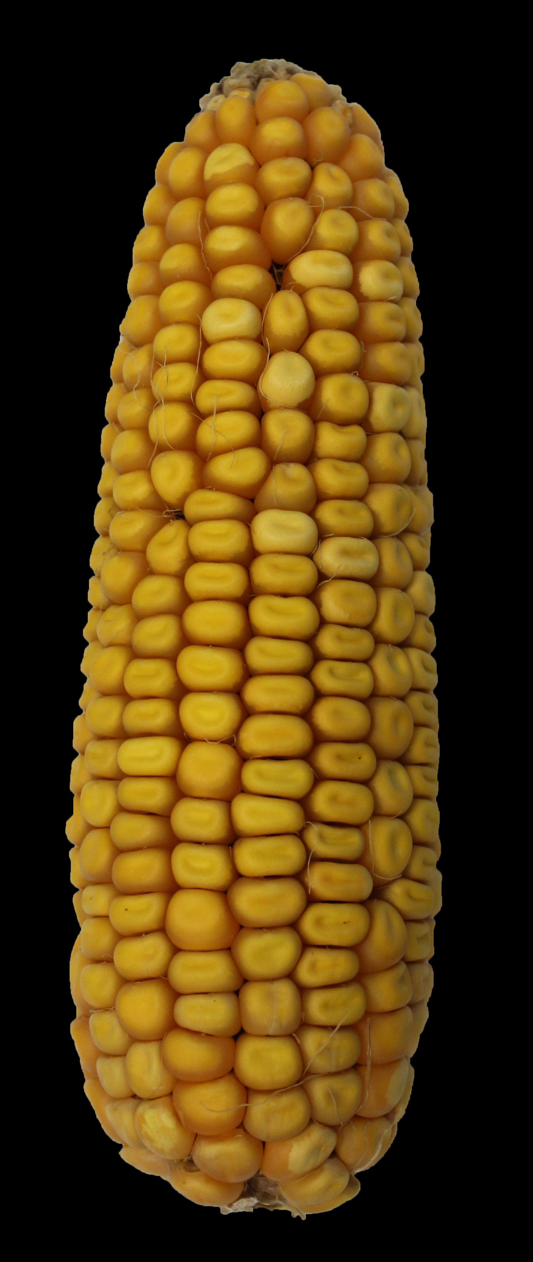 CO468 ear