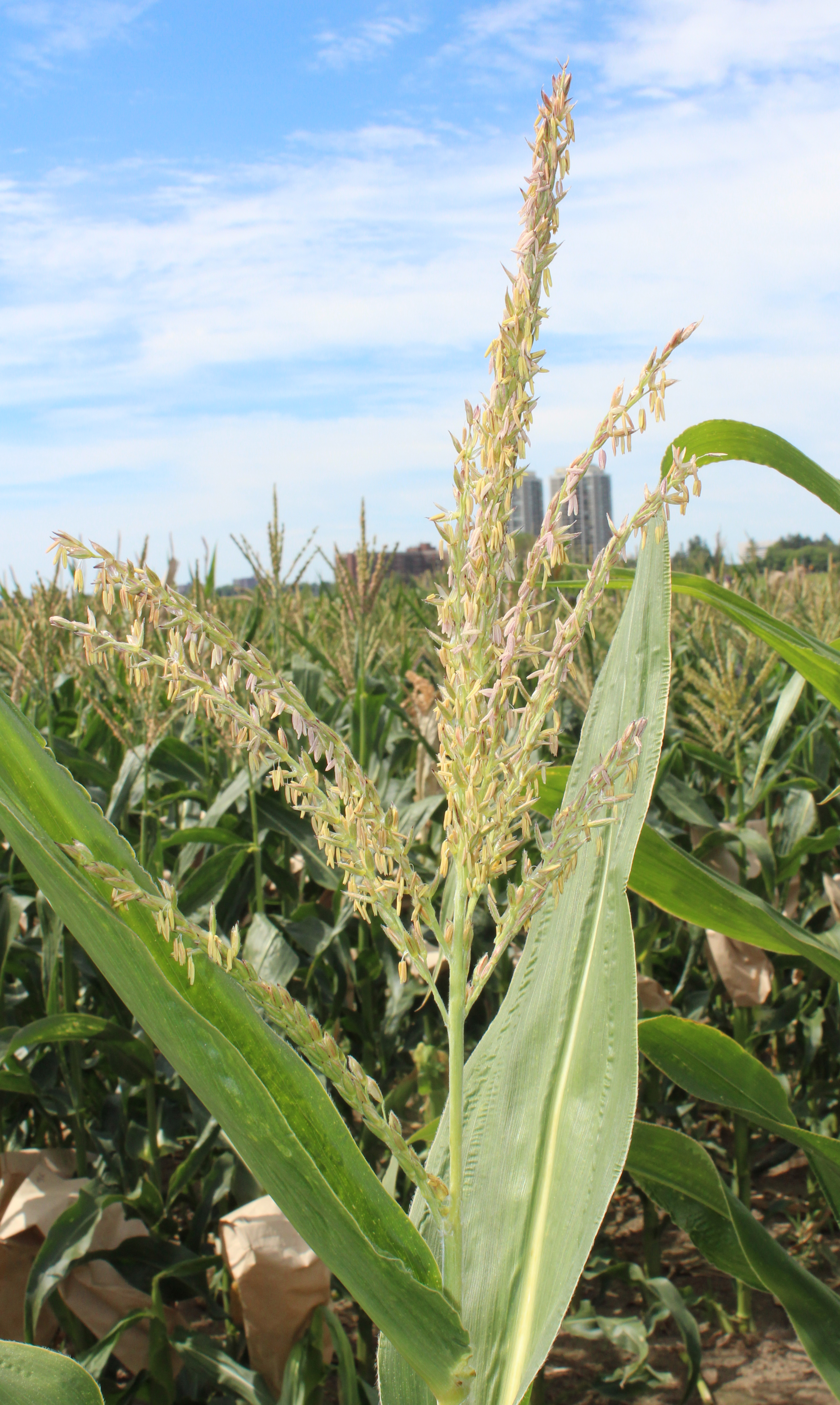 CO469 tassel