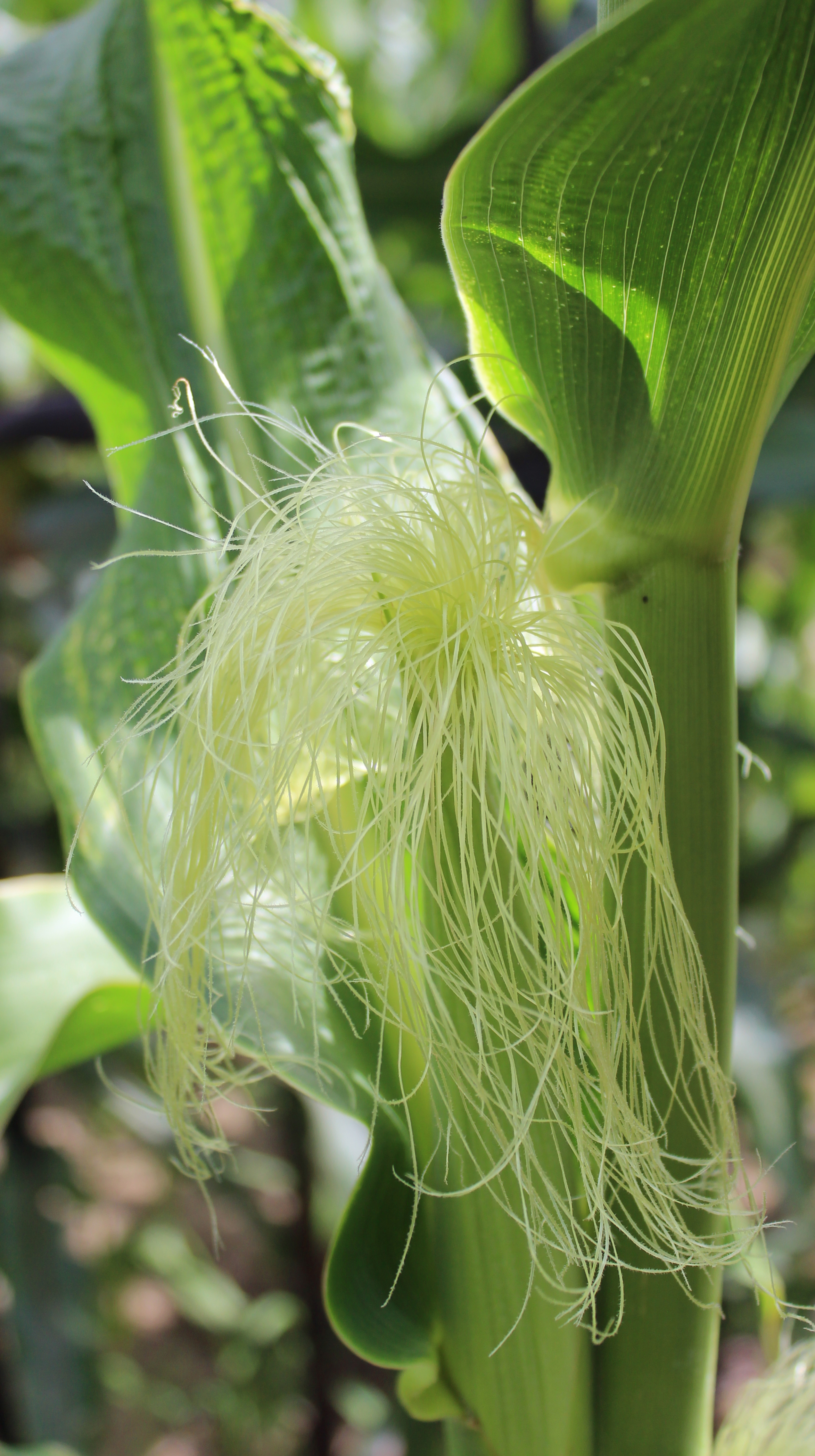 CO469 silk