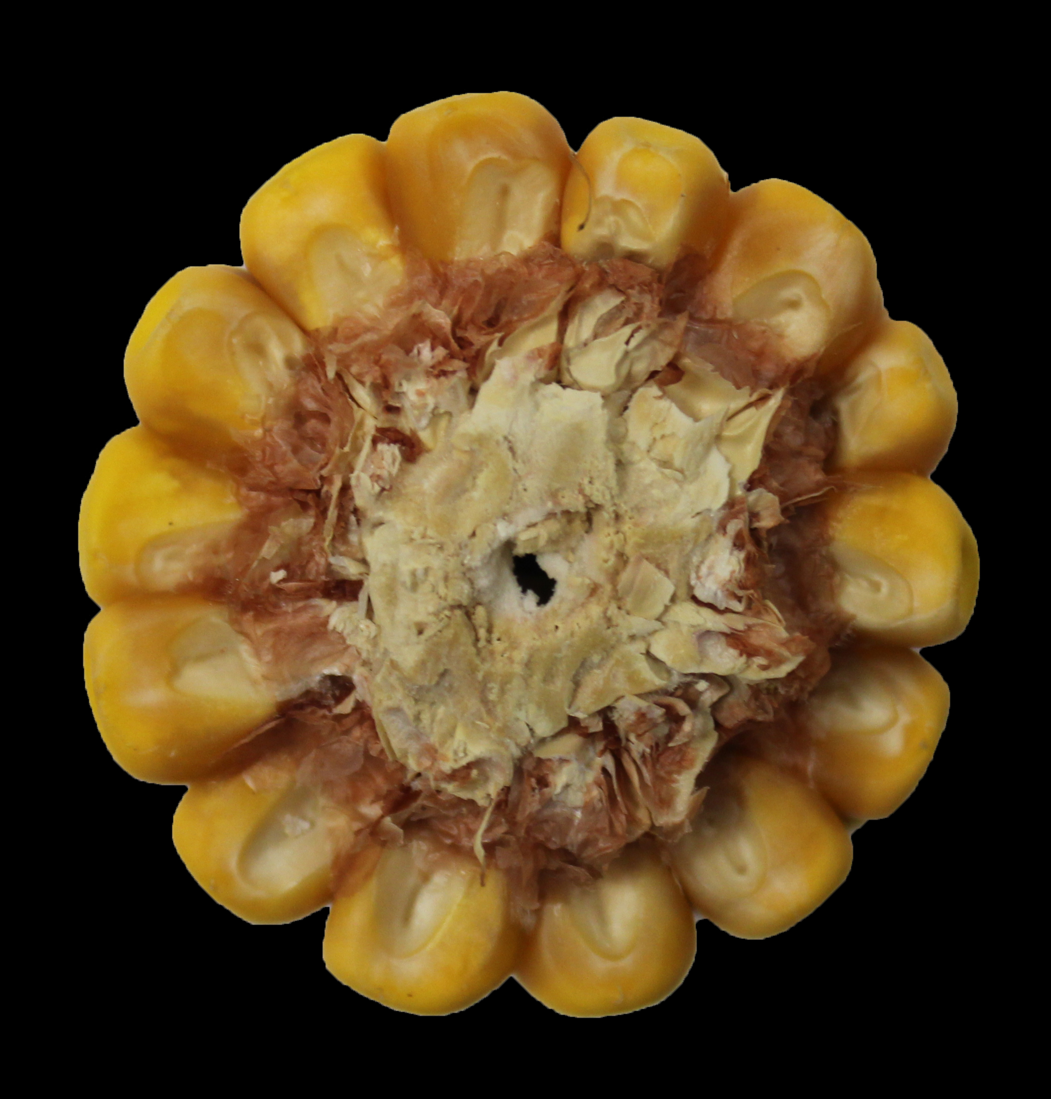 CO469 cob