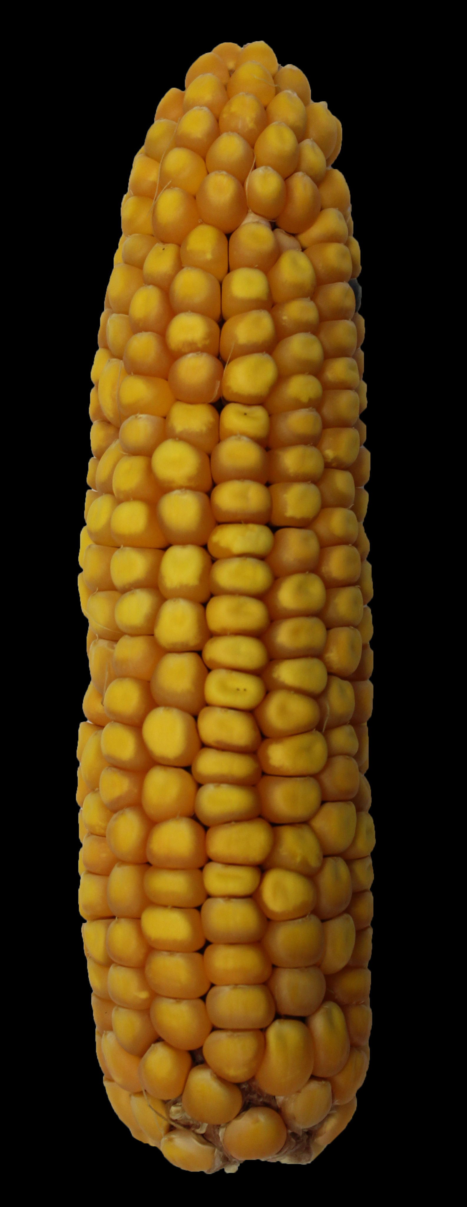 CO469 ear