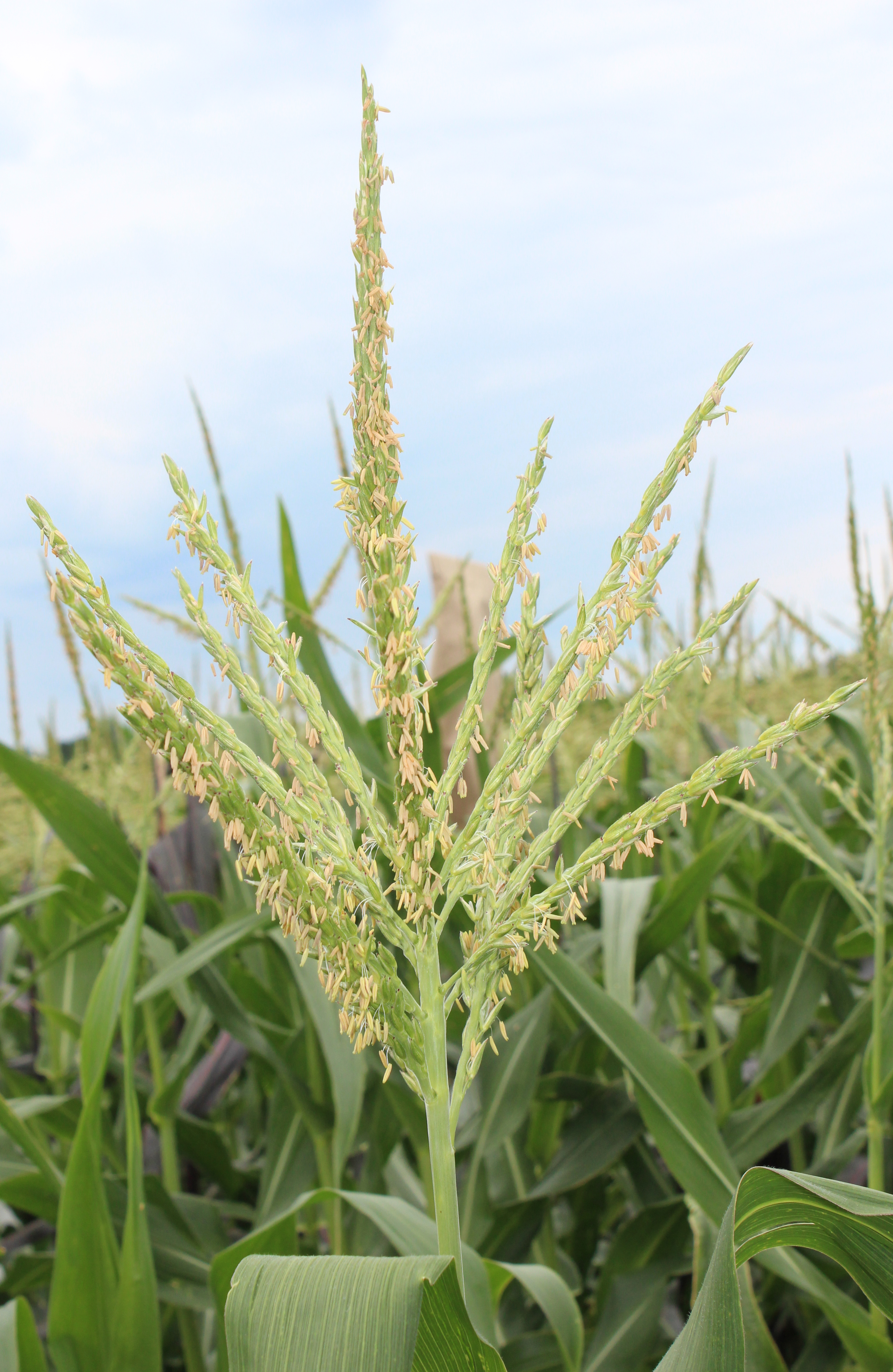 CO471 tassel