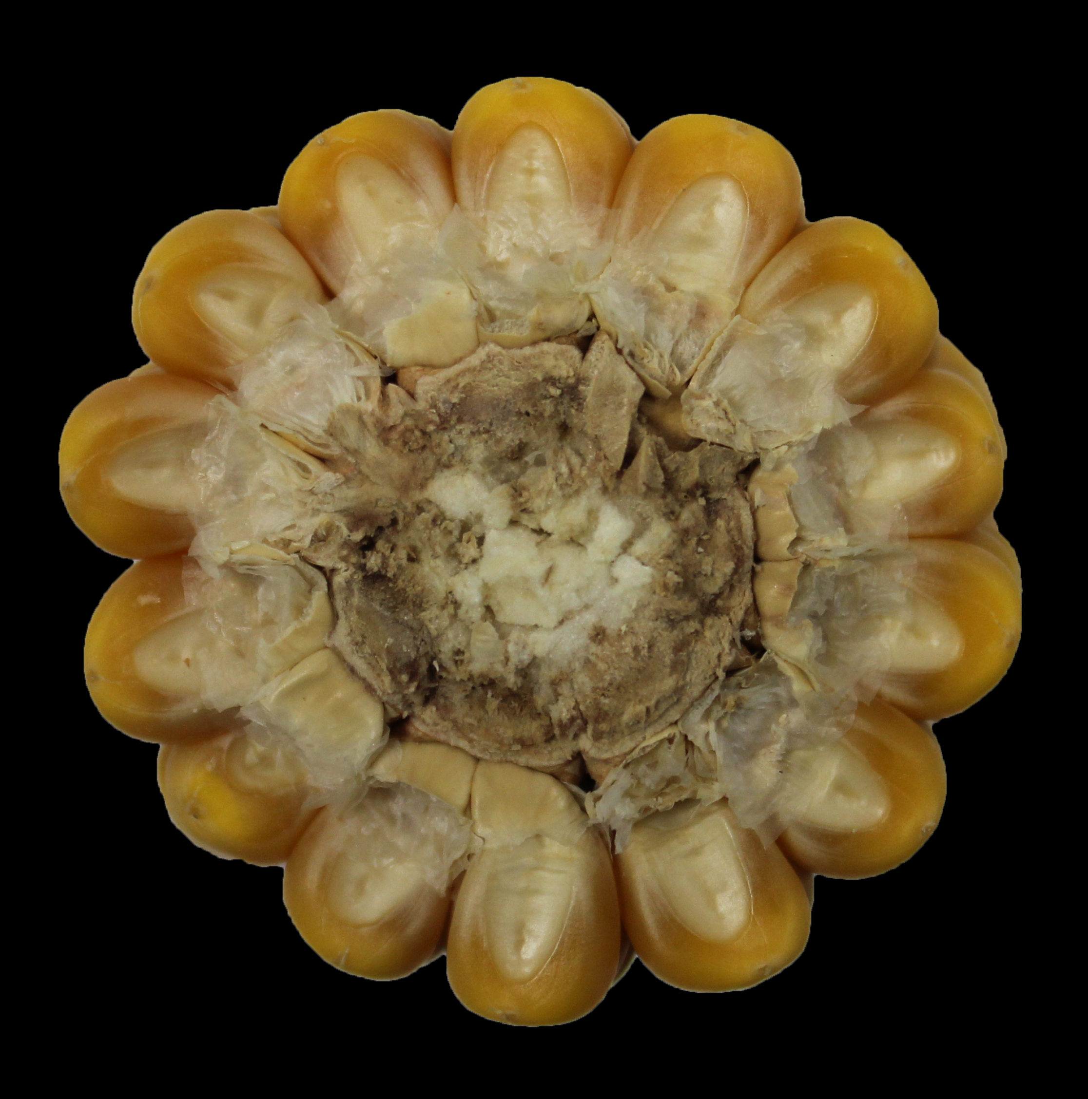 CO471 cob