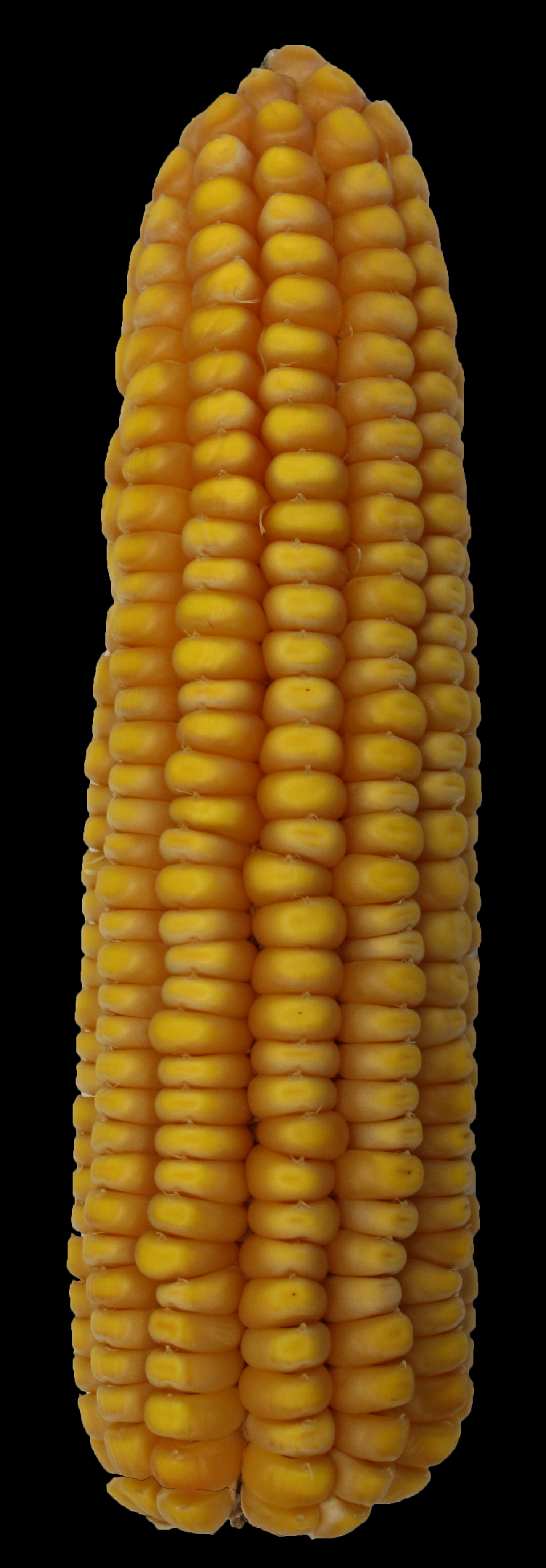 CO471 ear