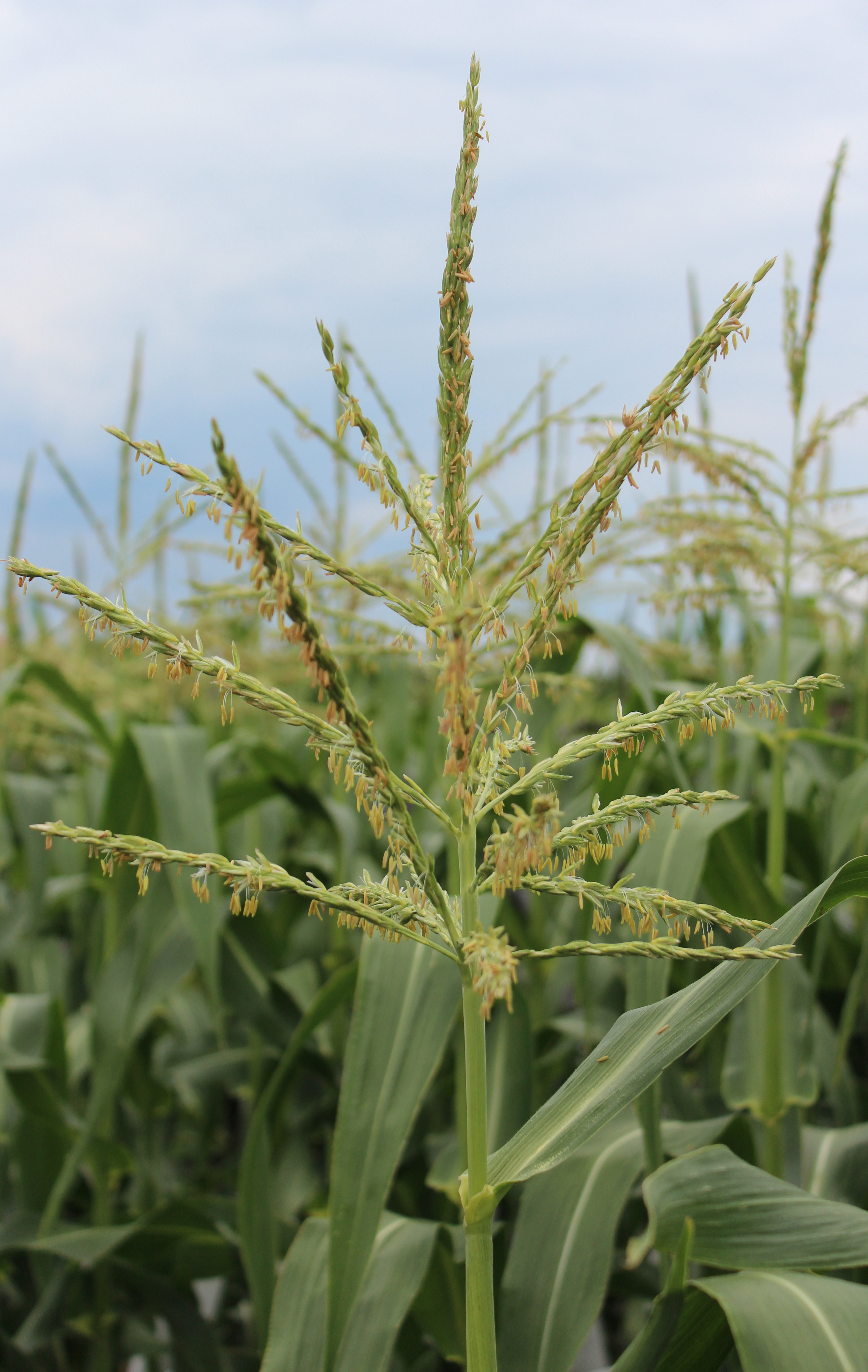 CO472 tassel