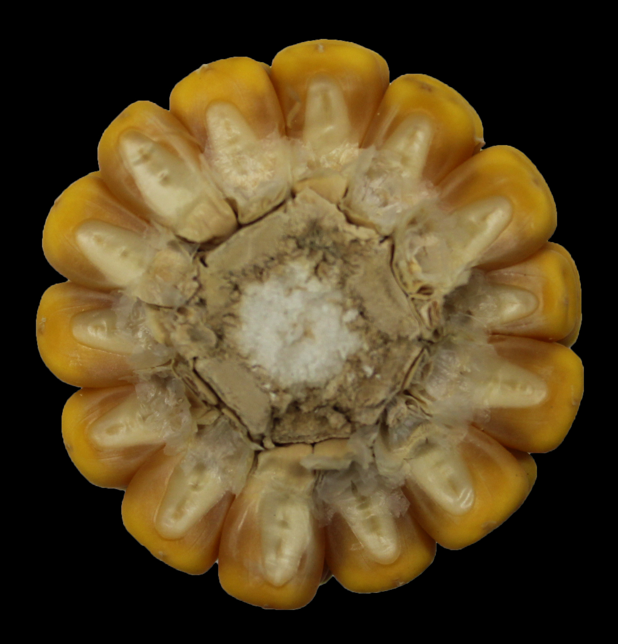 CO472 cob